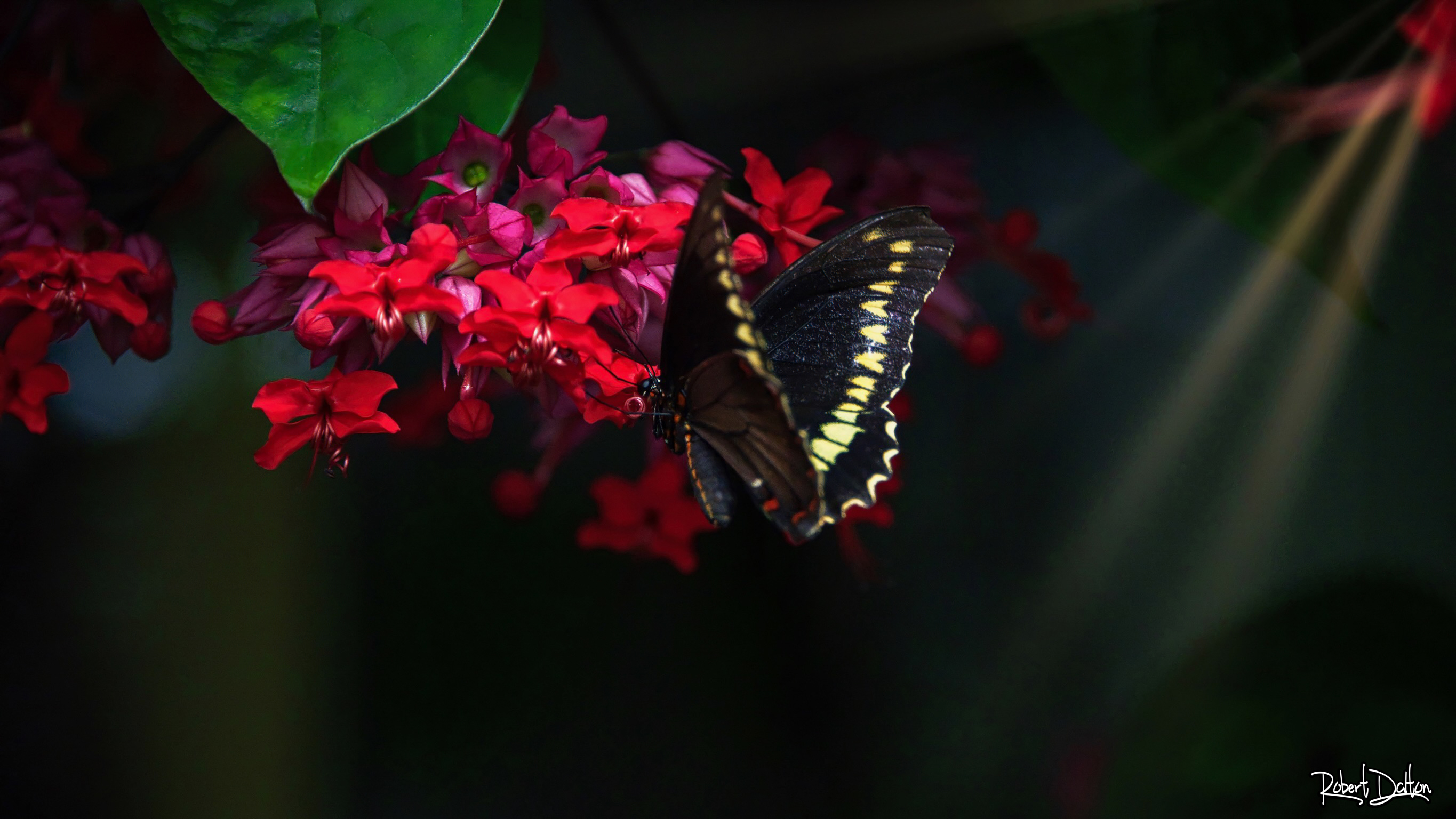 Schmetterlingsschatten