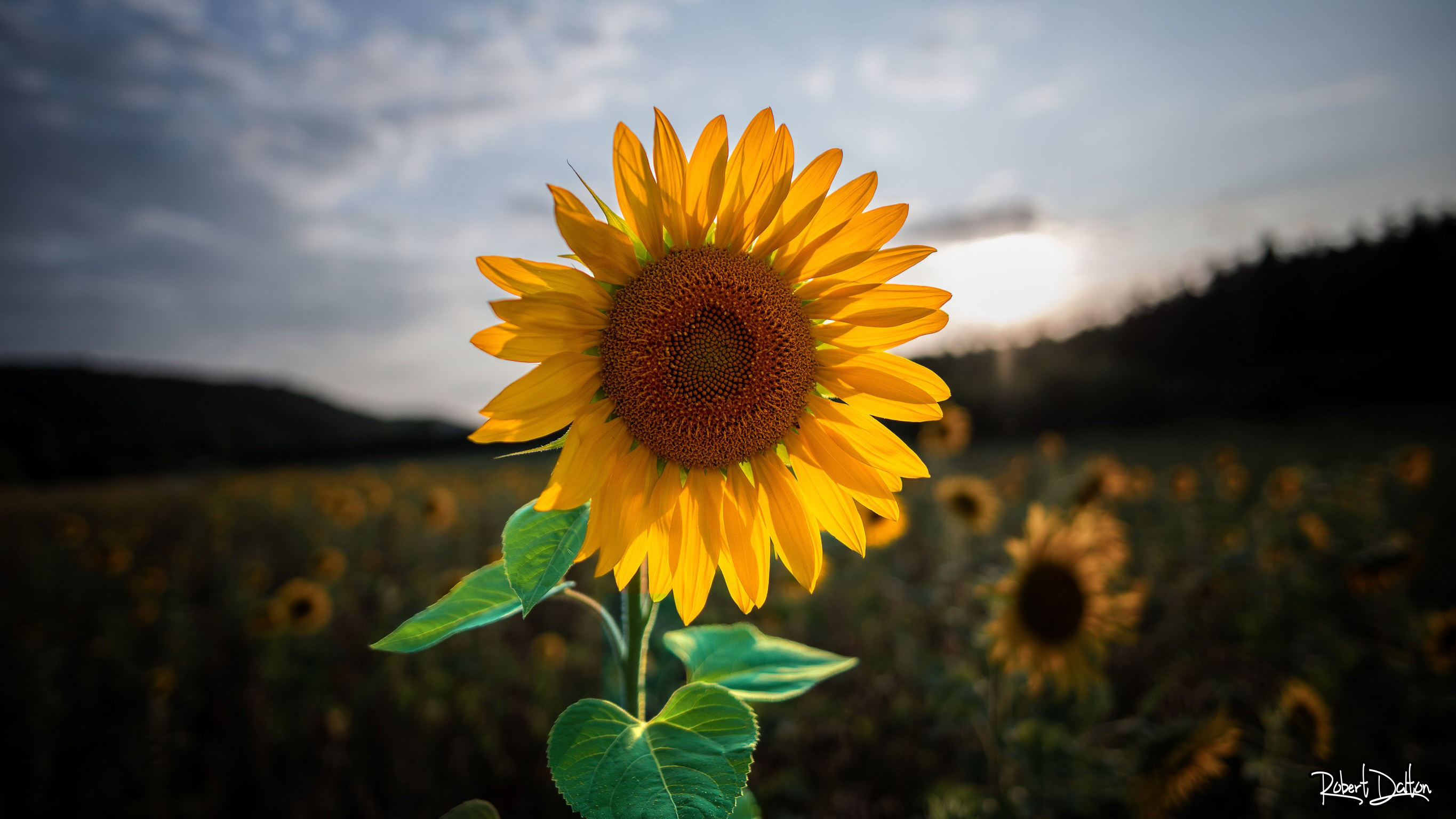 Sonnenuntergang-Sonnenblume