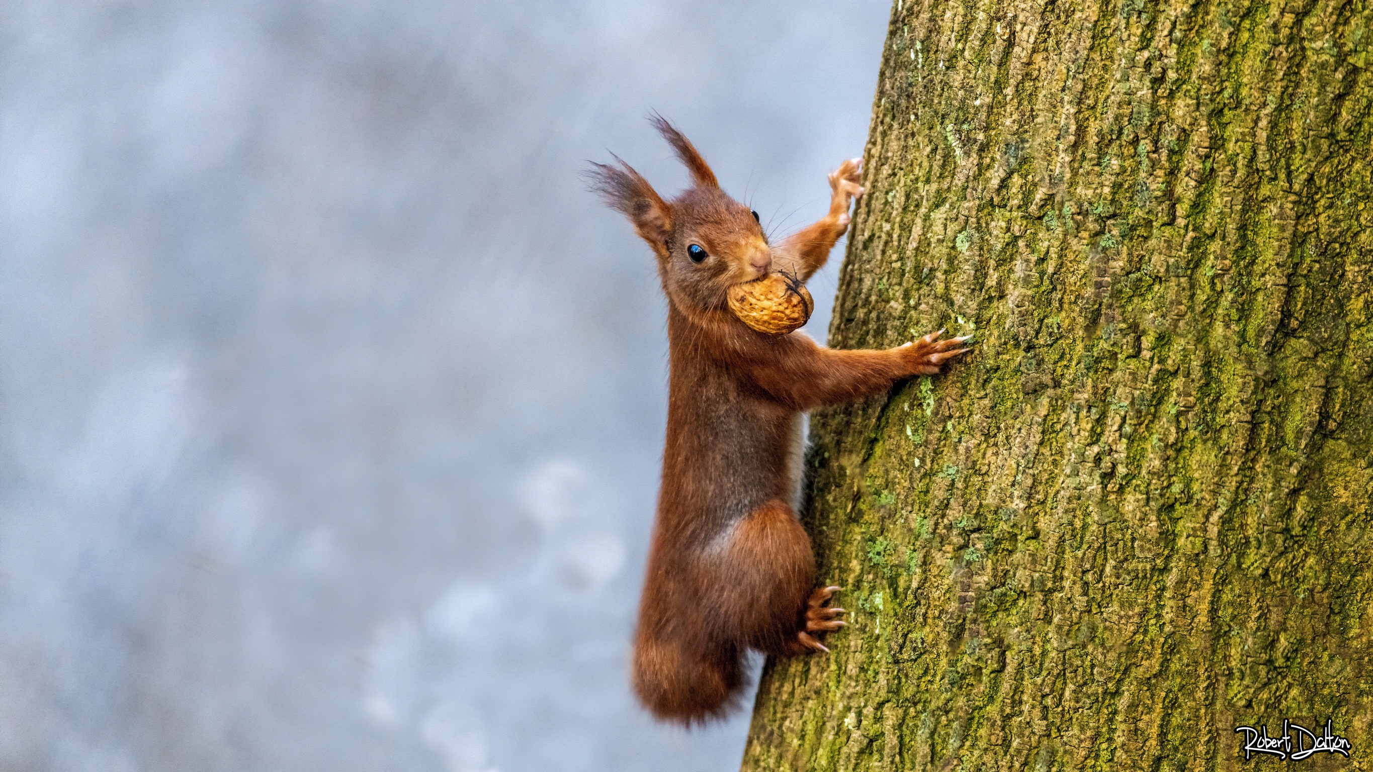 Eichhörnchen
