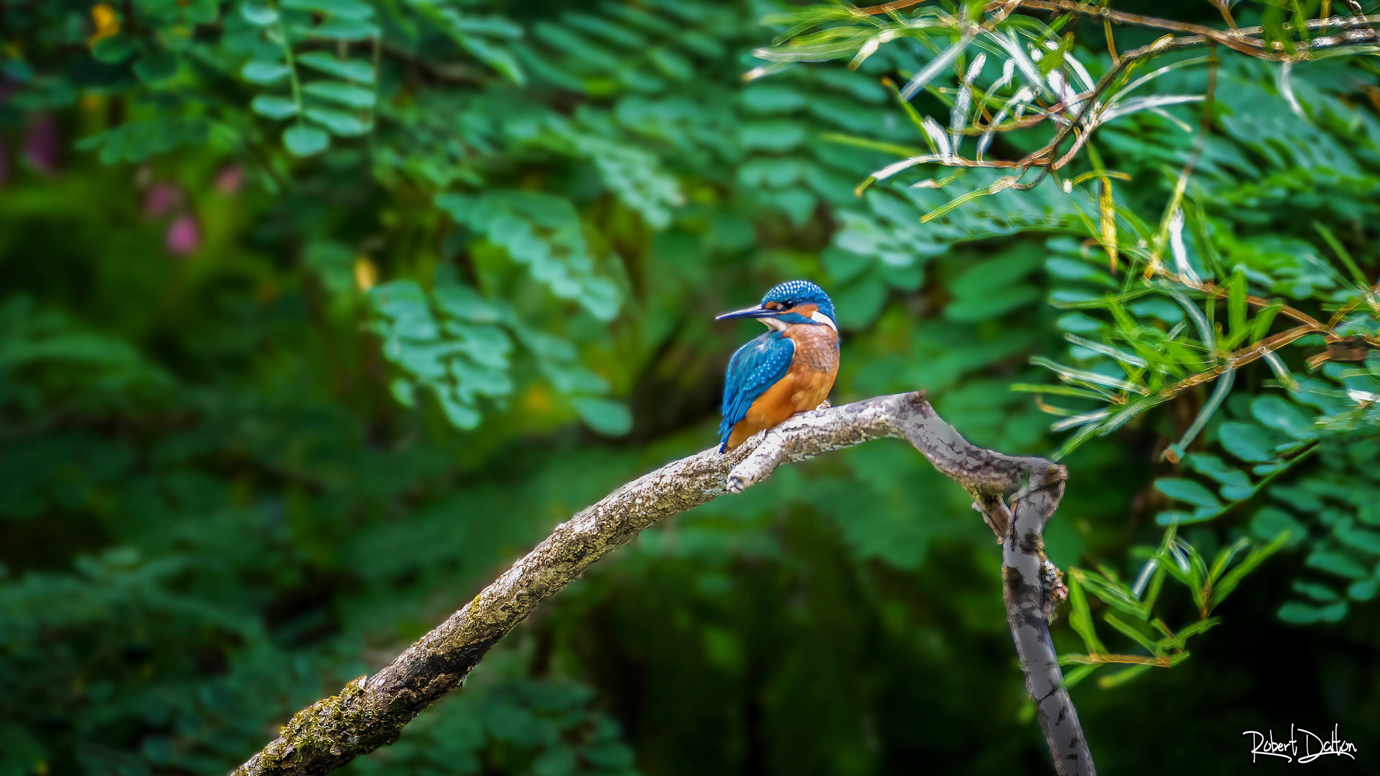 King Fisher