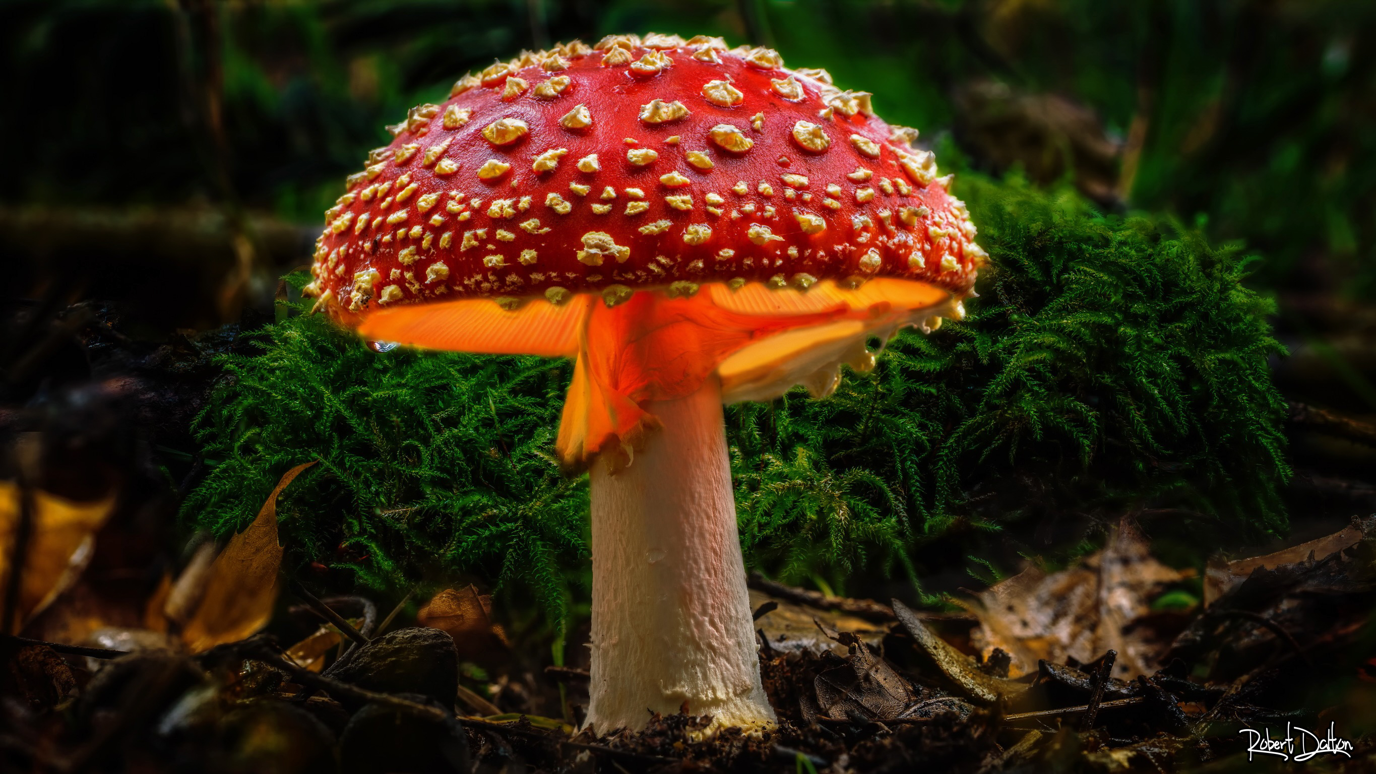 Fliegenpilz