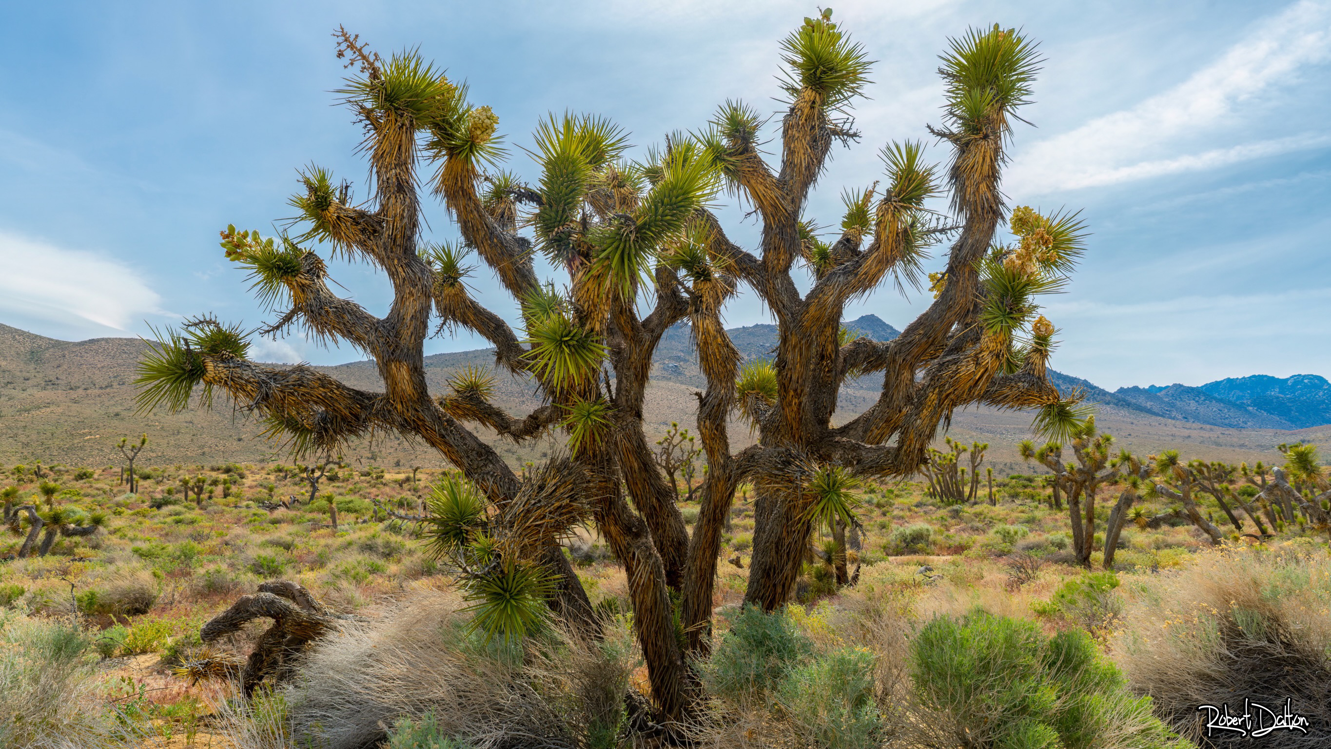 Joshua Tree (Yucca Brevfolia