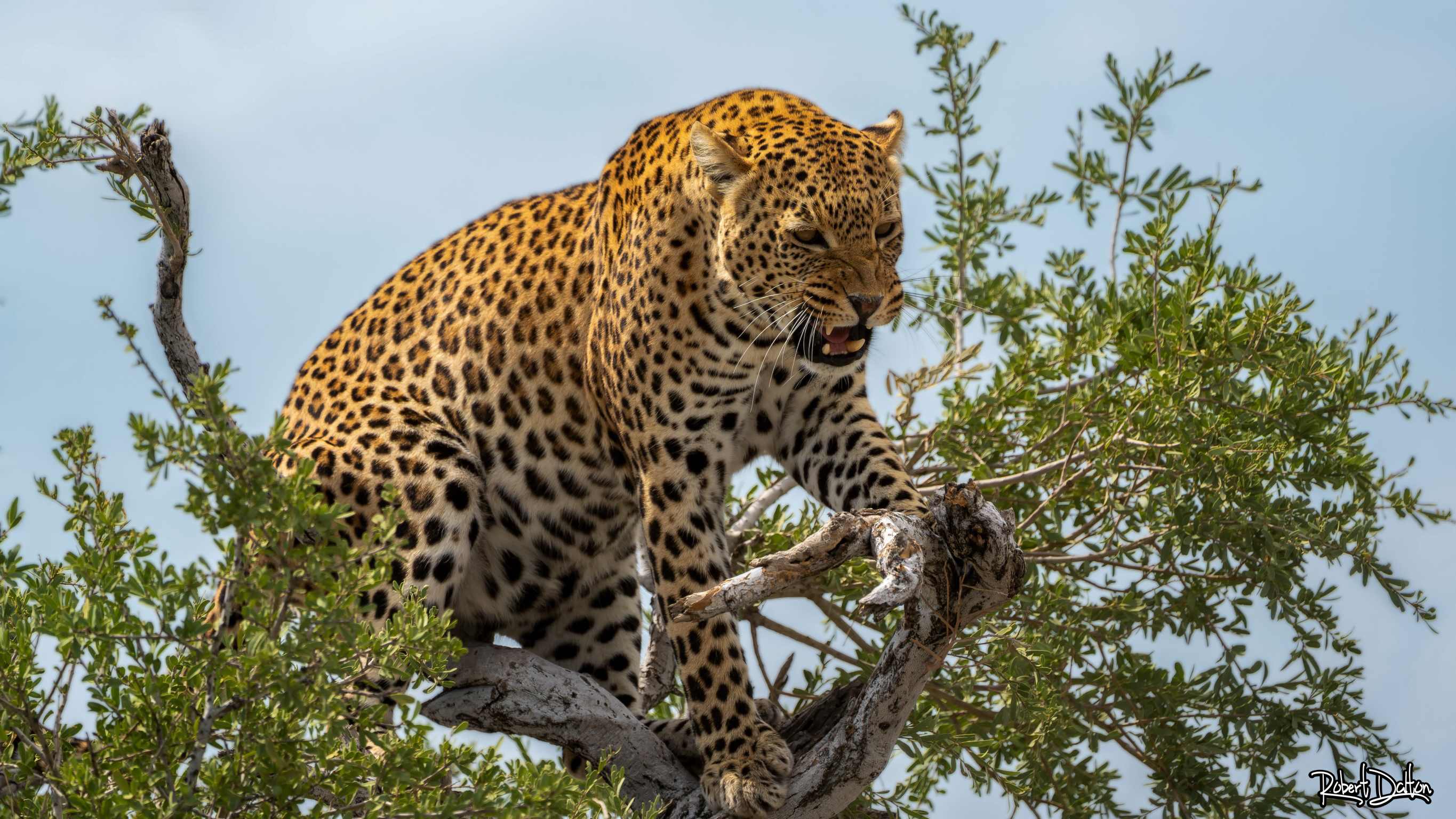 Ich will dich töten