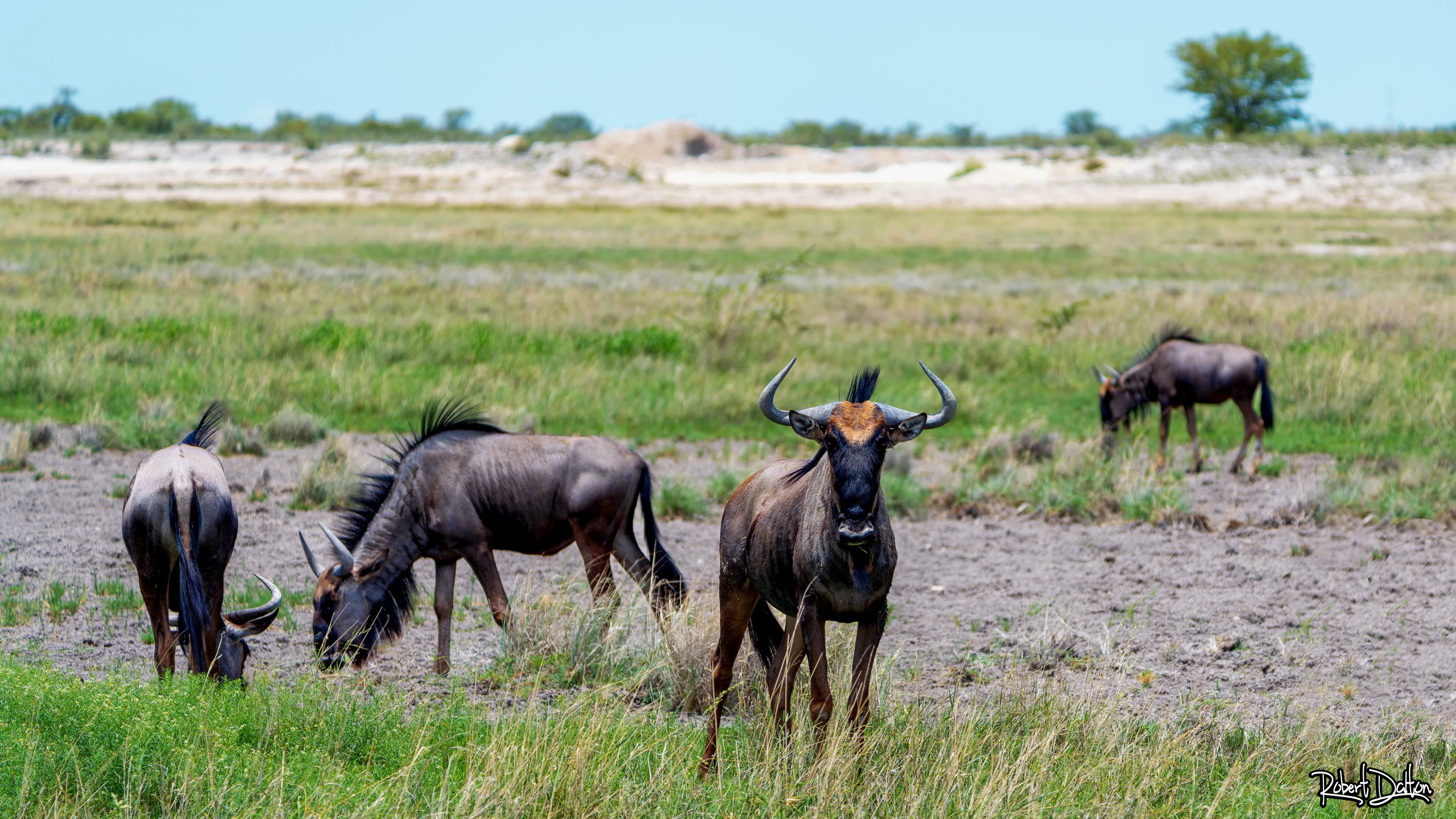 Gnus