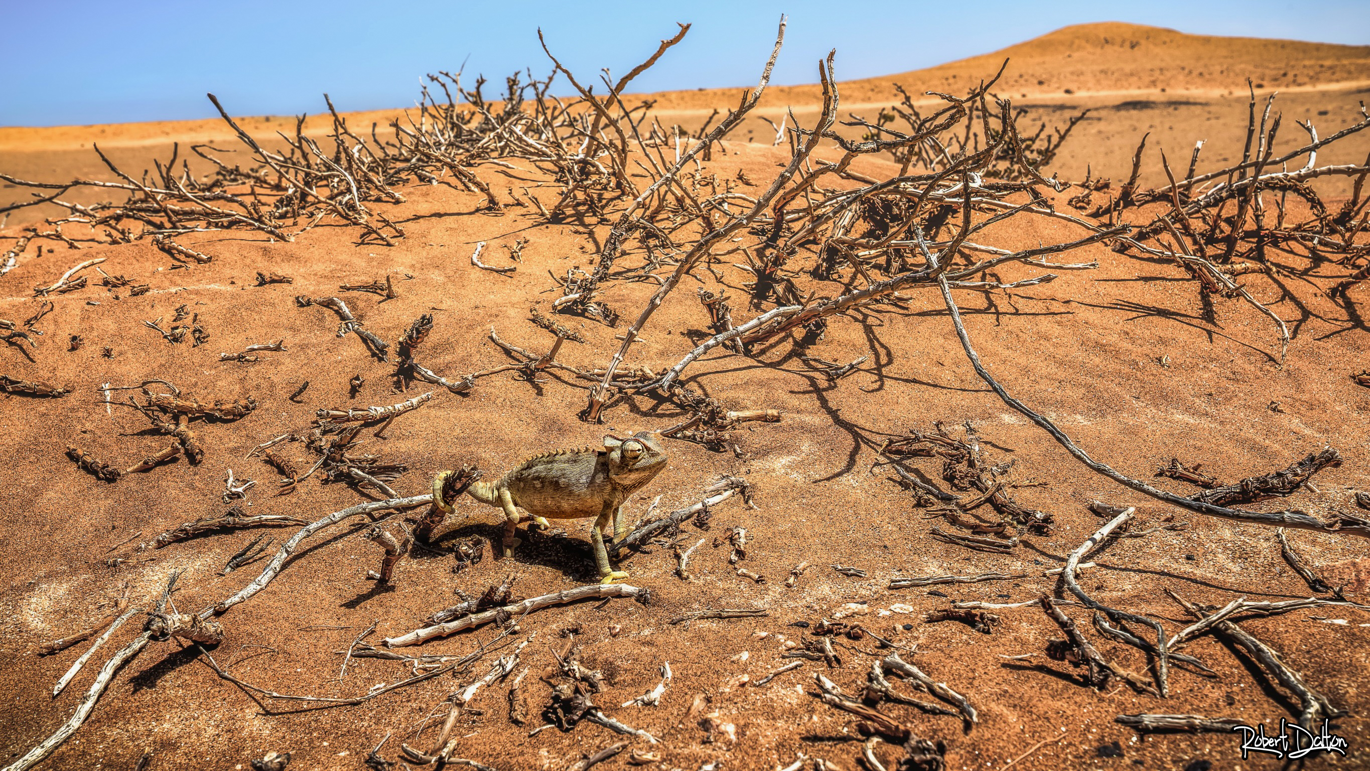 Langsamer Läufer mit schneller Zunge
