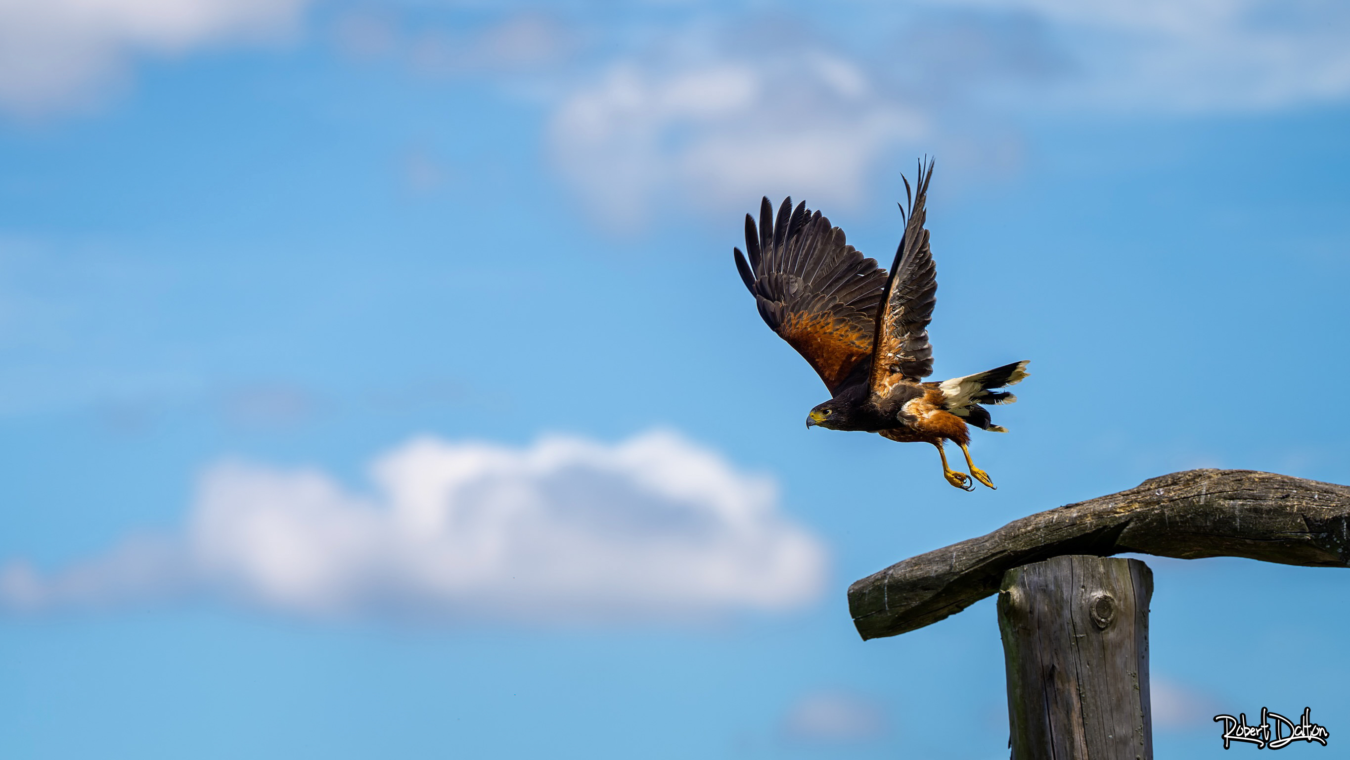 Wüstenbussard (Harris Hawk)