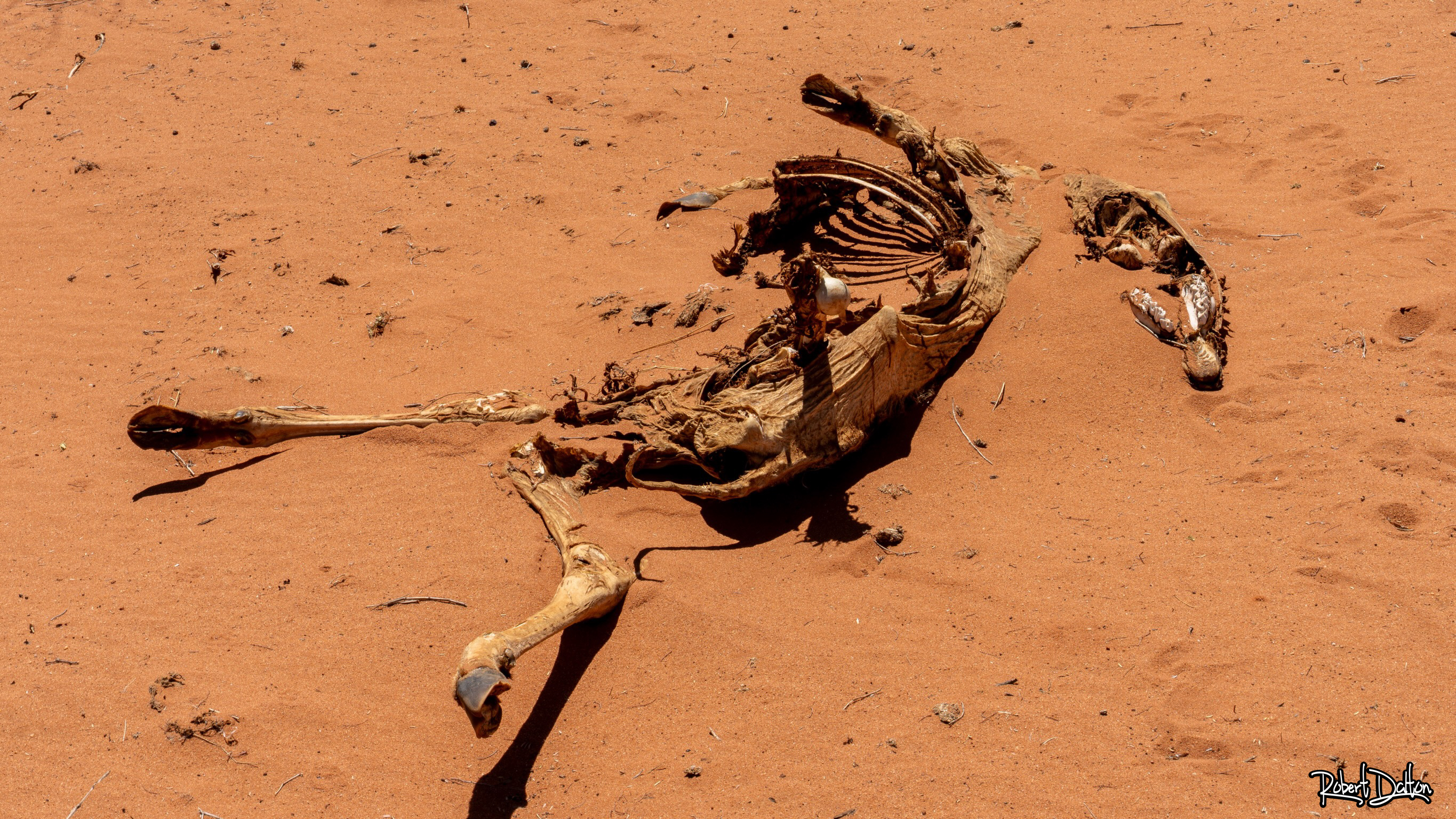 Eine verendete Antilope