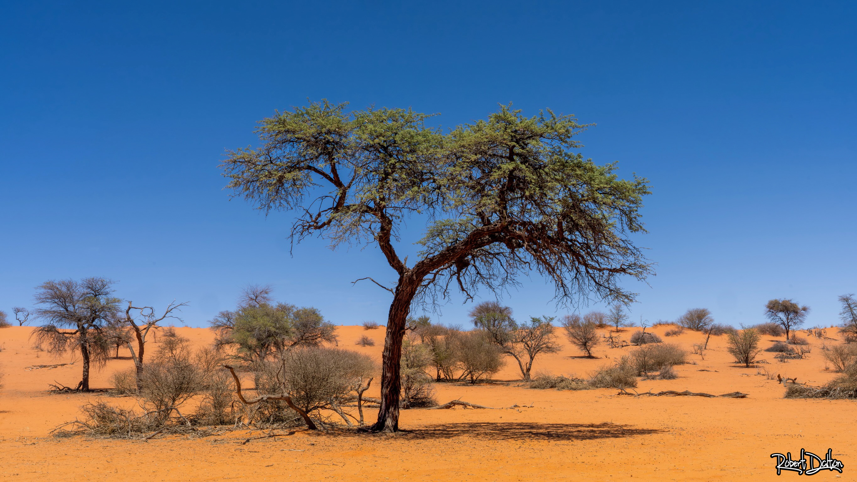 In einem Meer aus rotem Sand