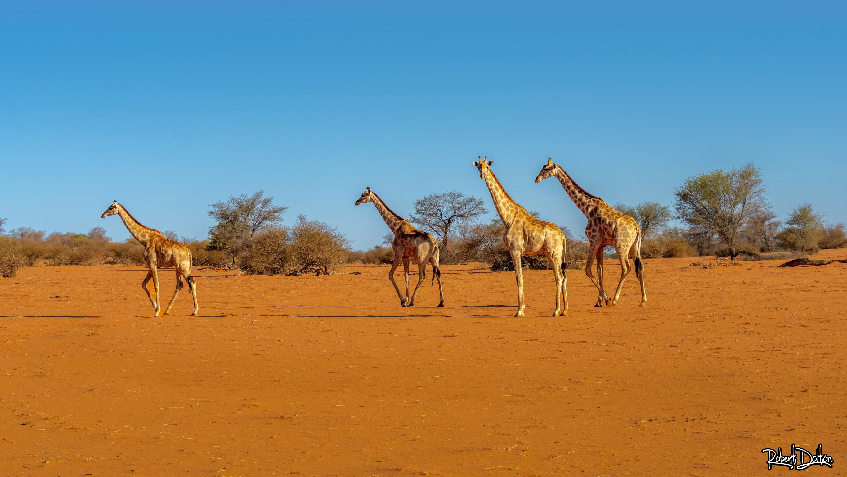 Kalahari Giraffen