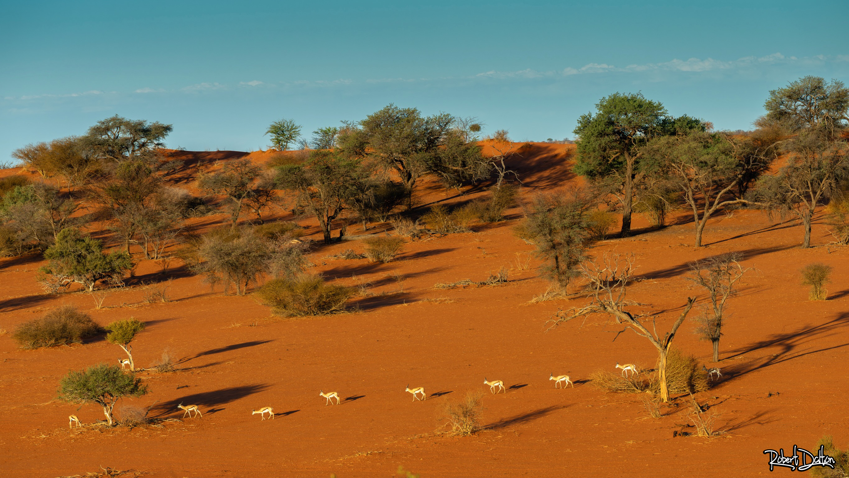 Kalahari Springböcken
