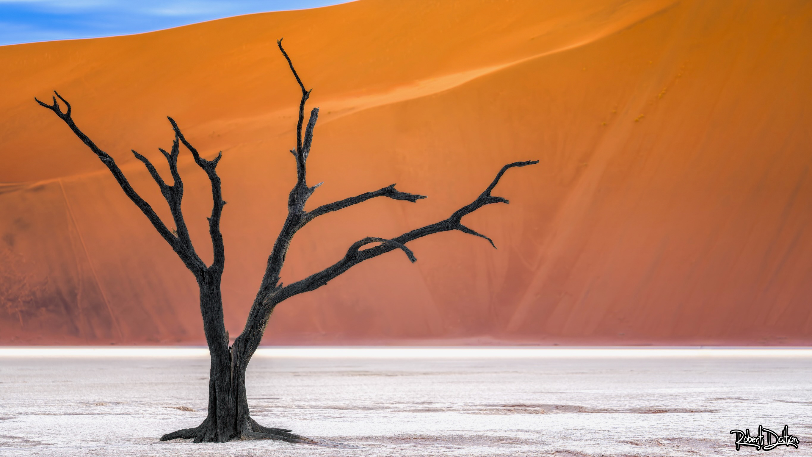 Baum im Deadvlei