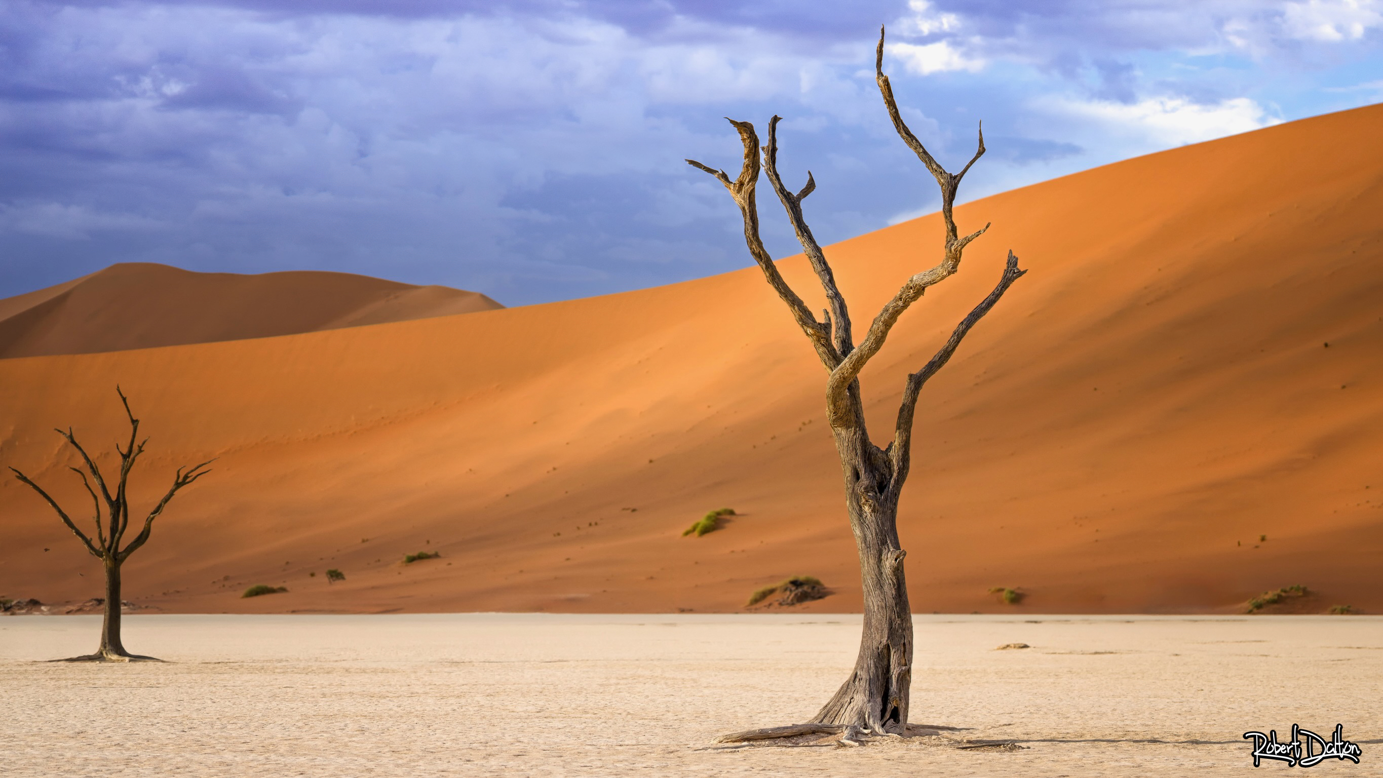 Wenn diese Bäume sprechen könnten