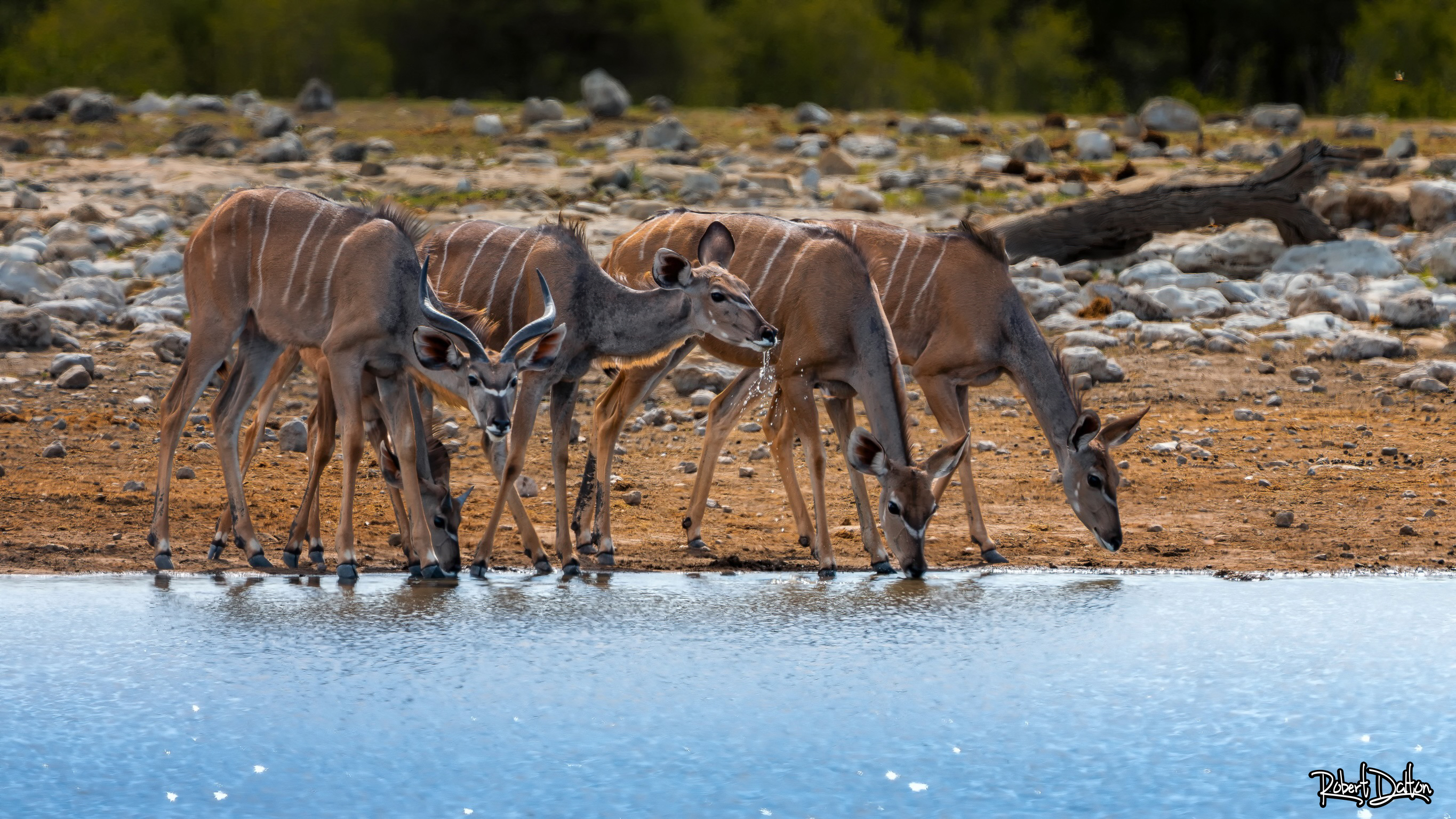 Kudu's am Wasserloch