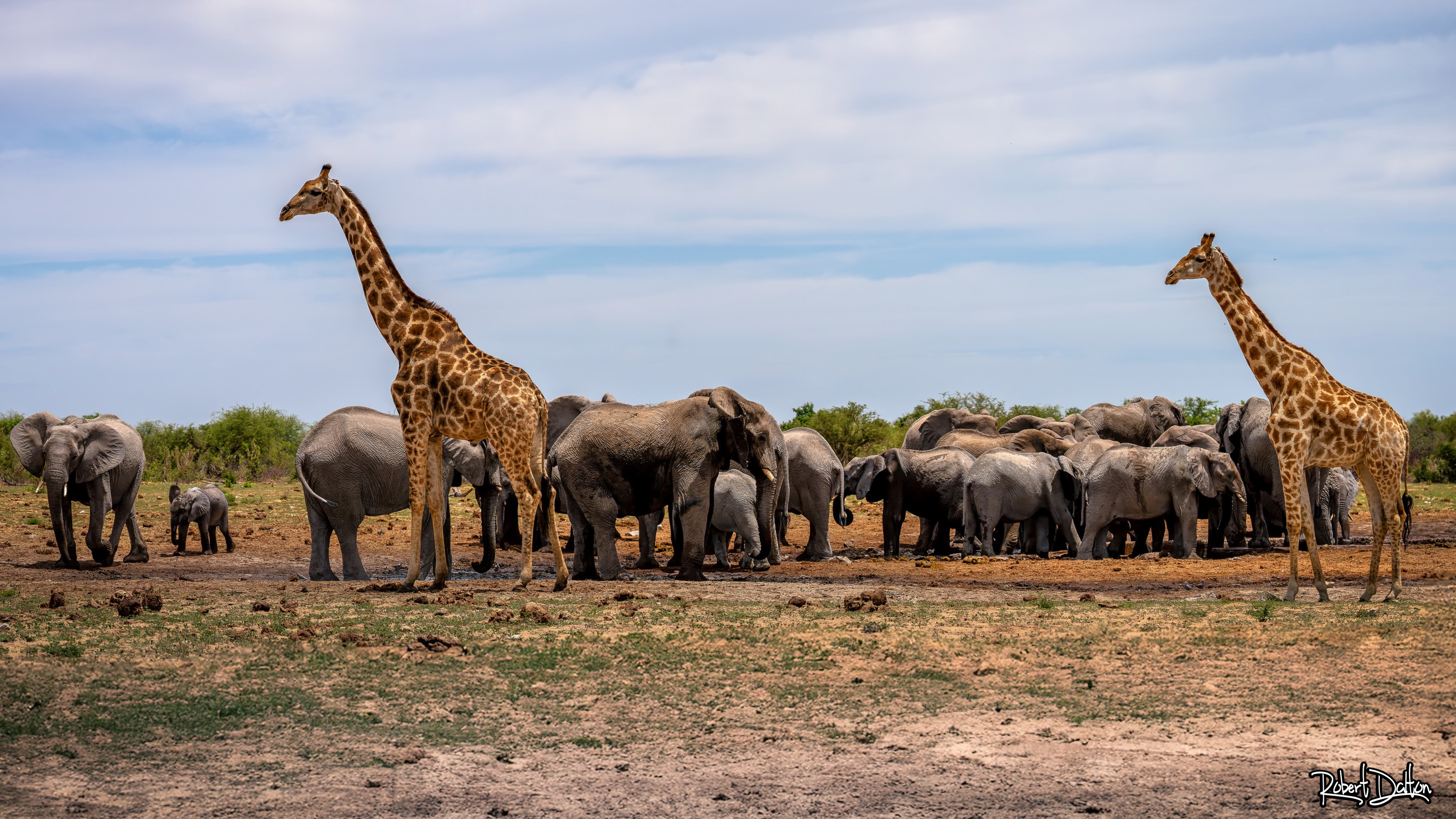 Elefanten und Giraffen