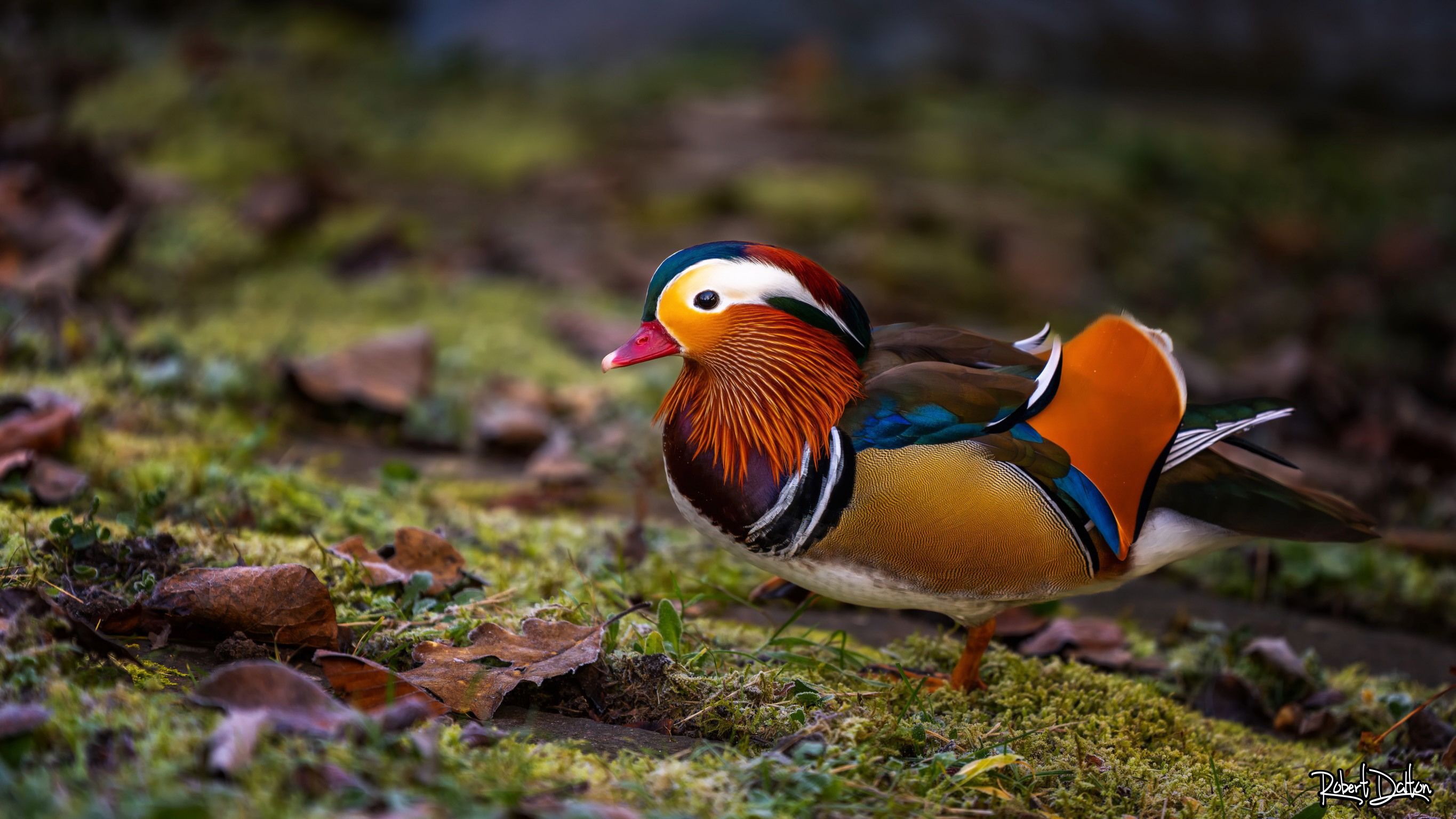 Sieht nicht echt aus