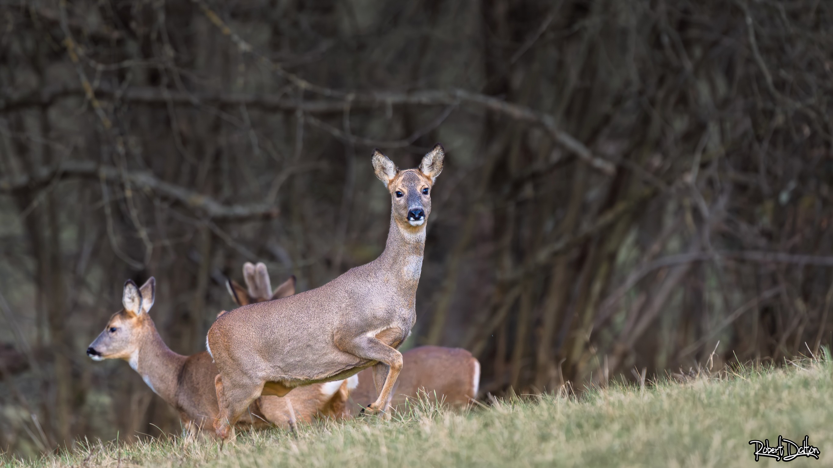 Eine Gruppe von Rehen