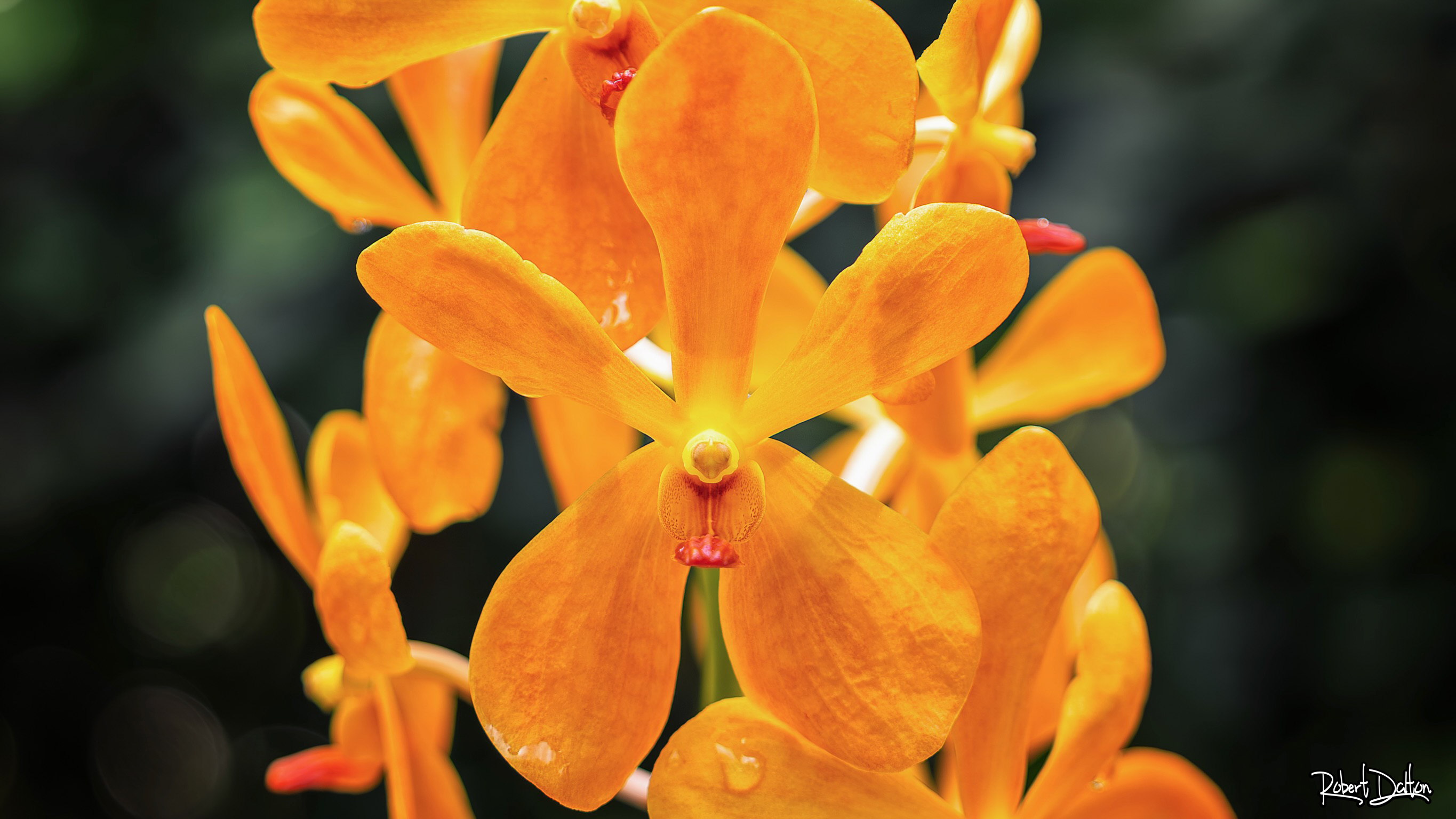 Ein Mandarinen-Traum