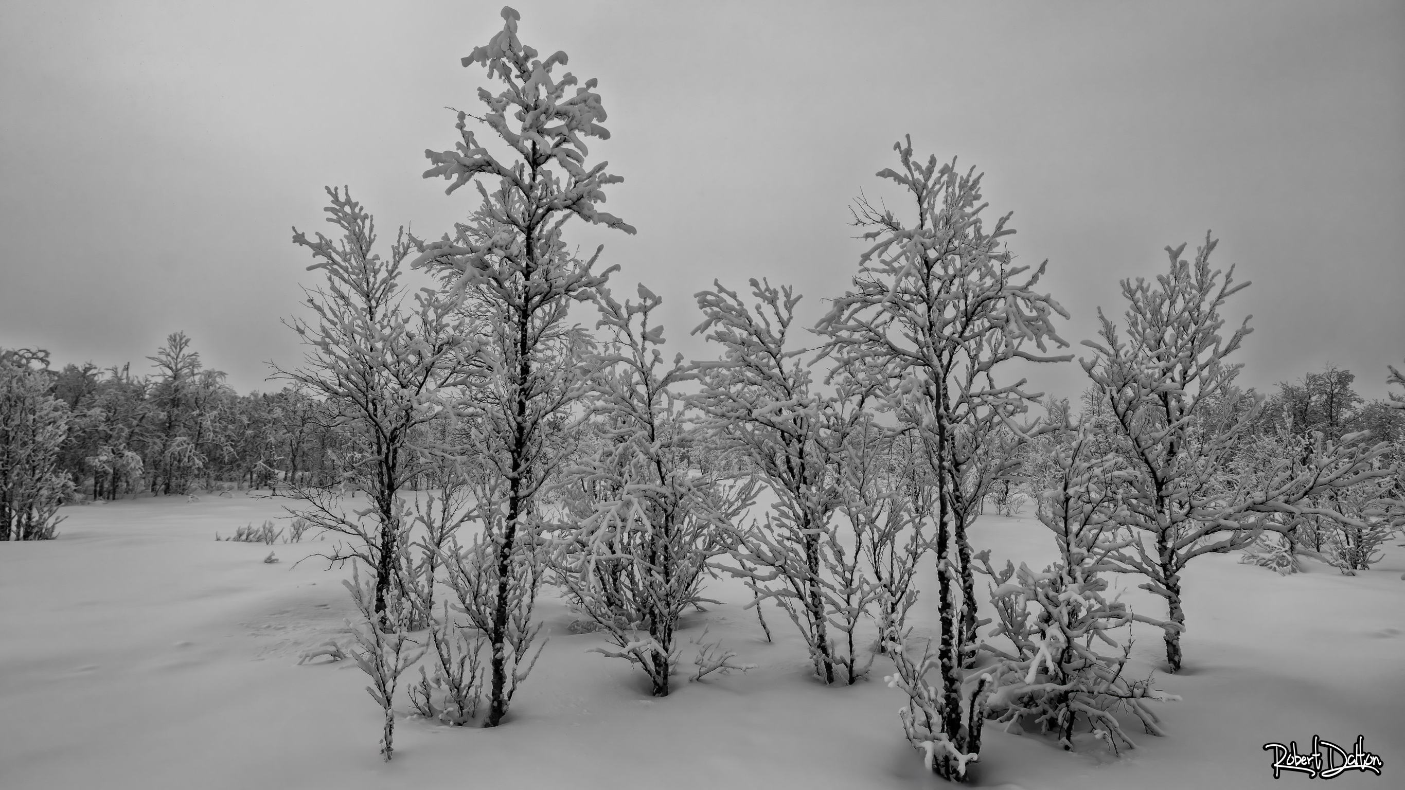 Kleine Birkenwälder