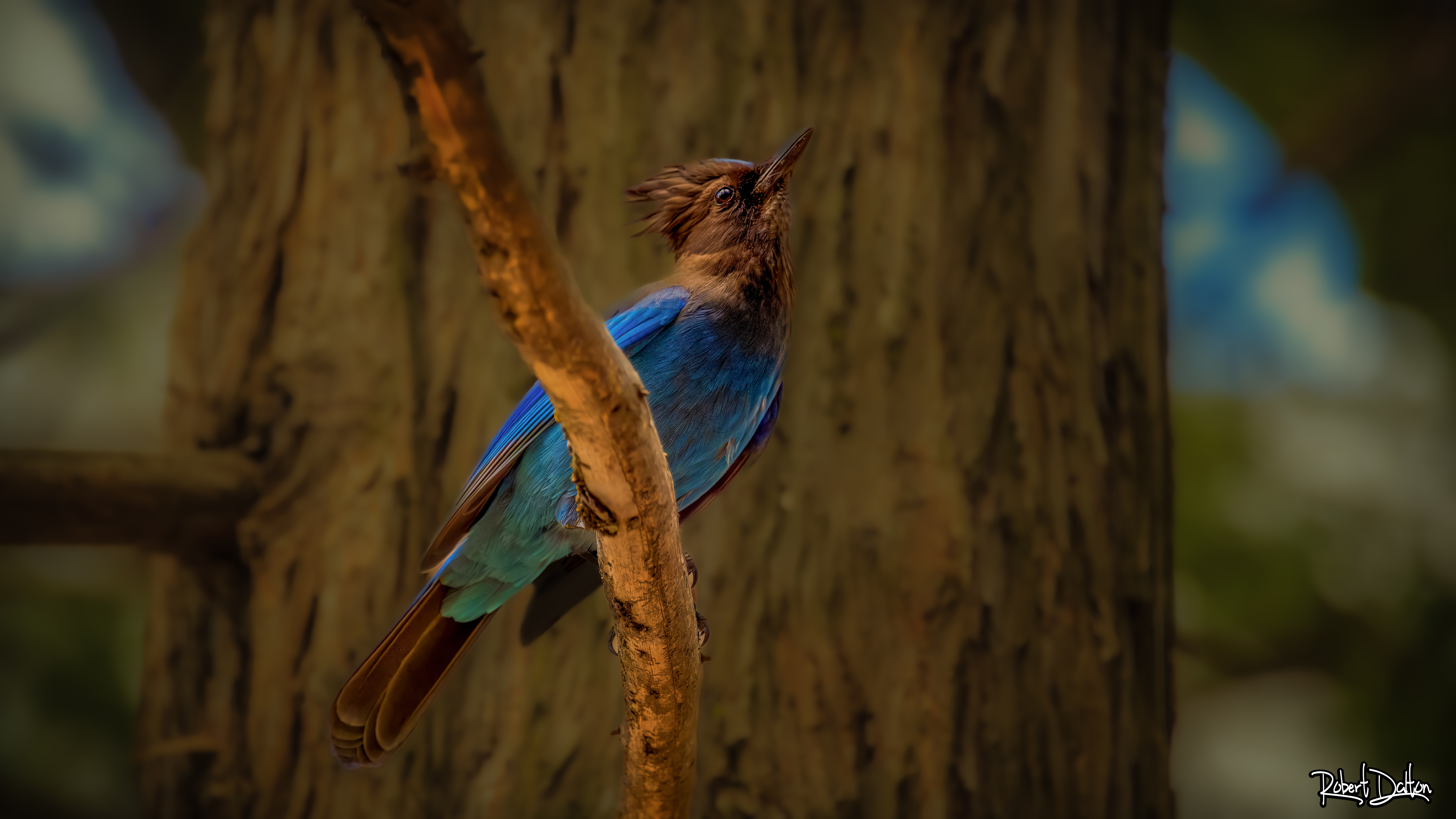 Der Eichelhäher (Stellar's Jay)