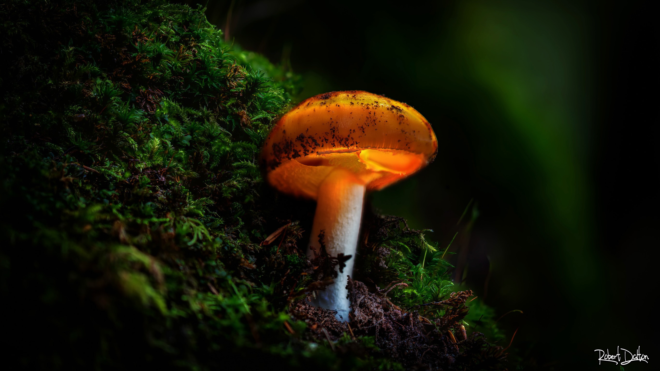 Gelb leuchtender Zauberpilz