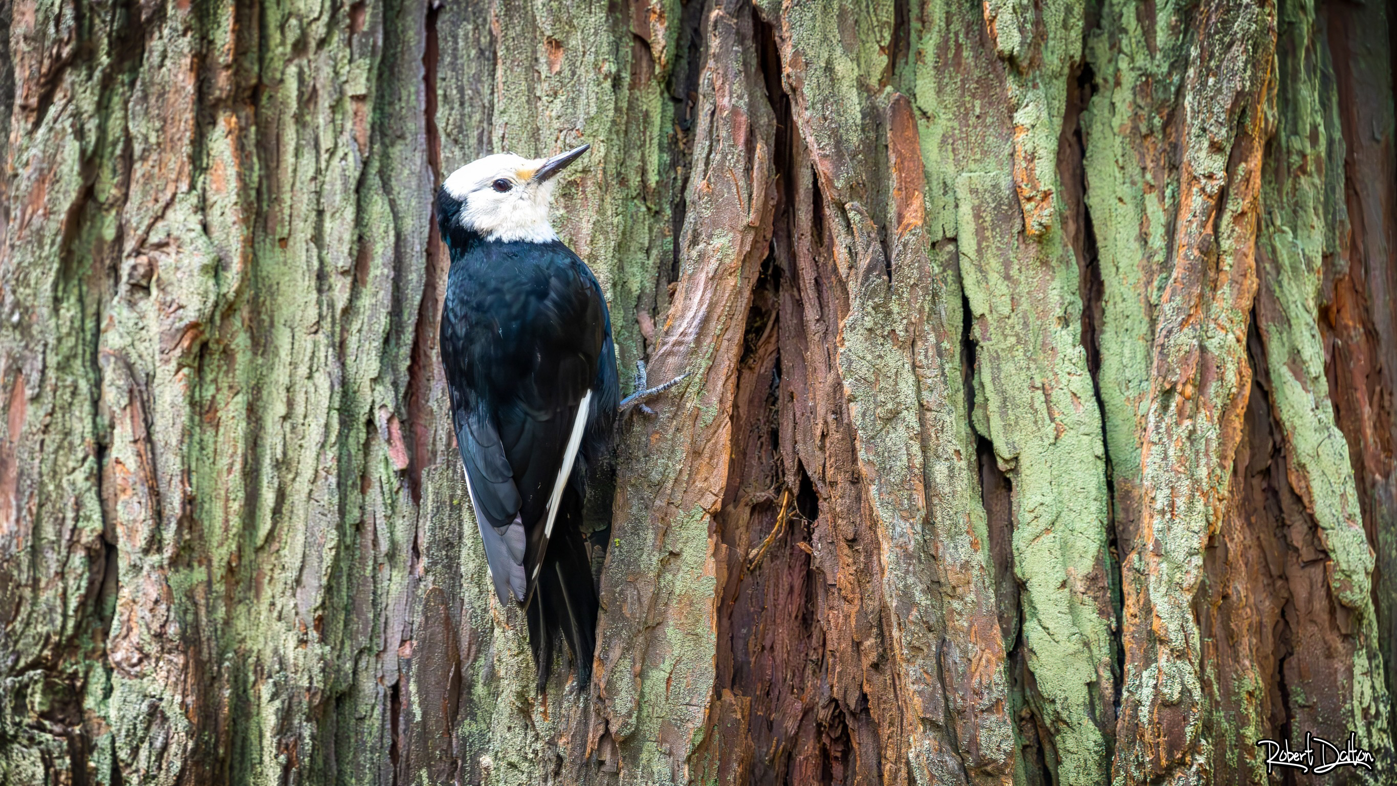 Weißkopfspechtweibchen
