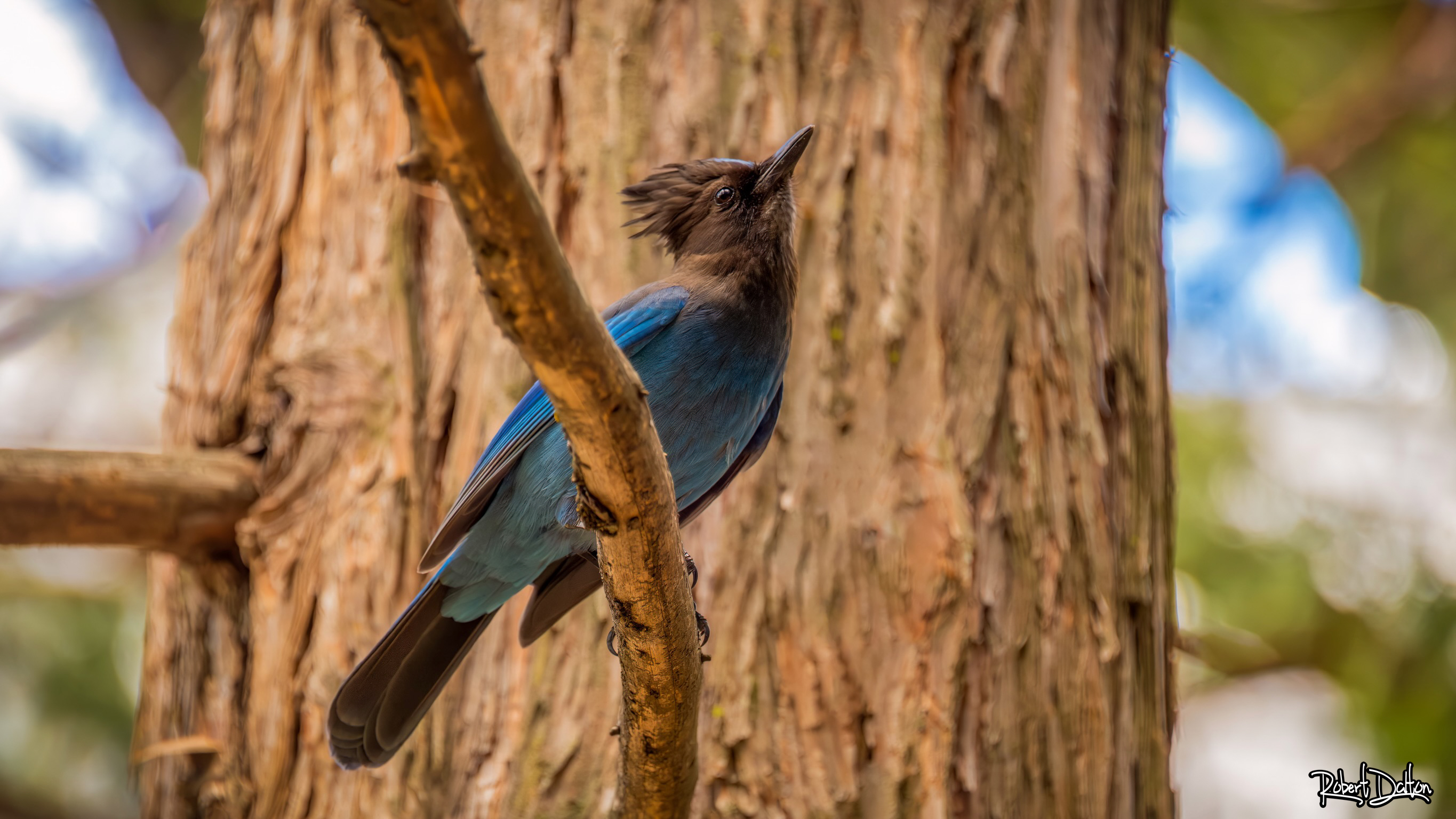 Der Eichelhäher (Stellar's Jay)