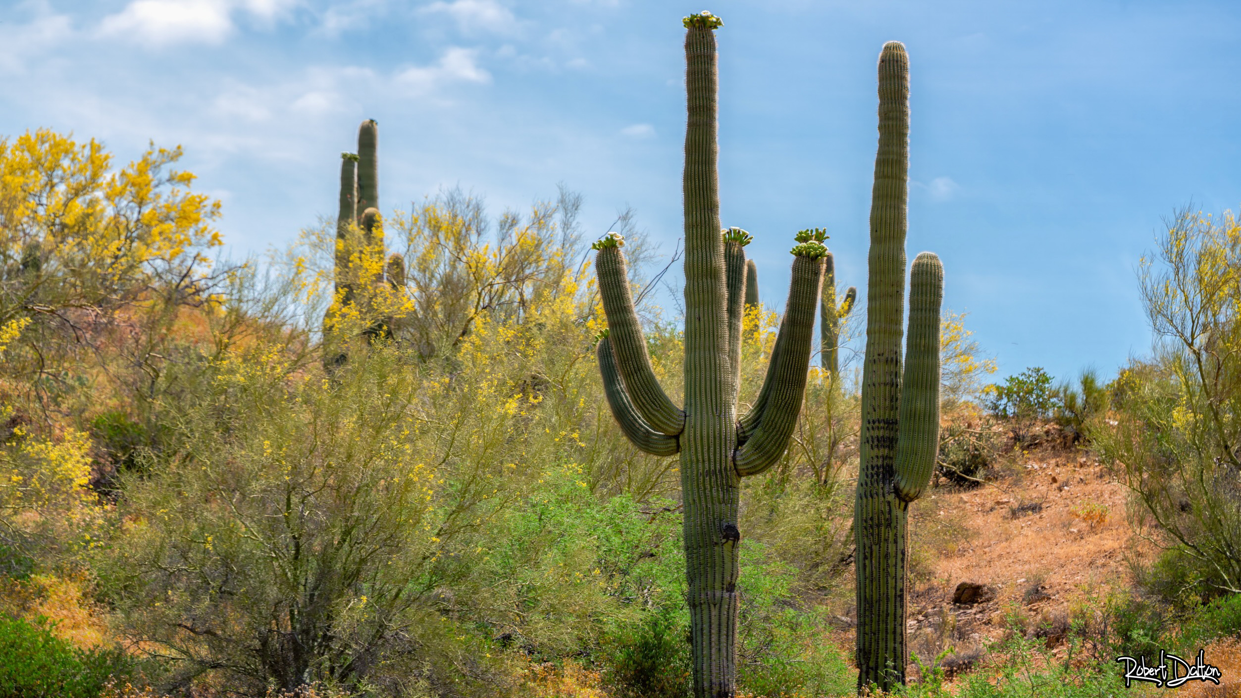Arizona Saguaro Kaktus