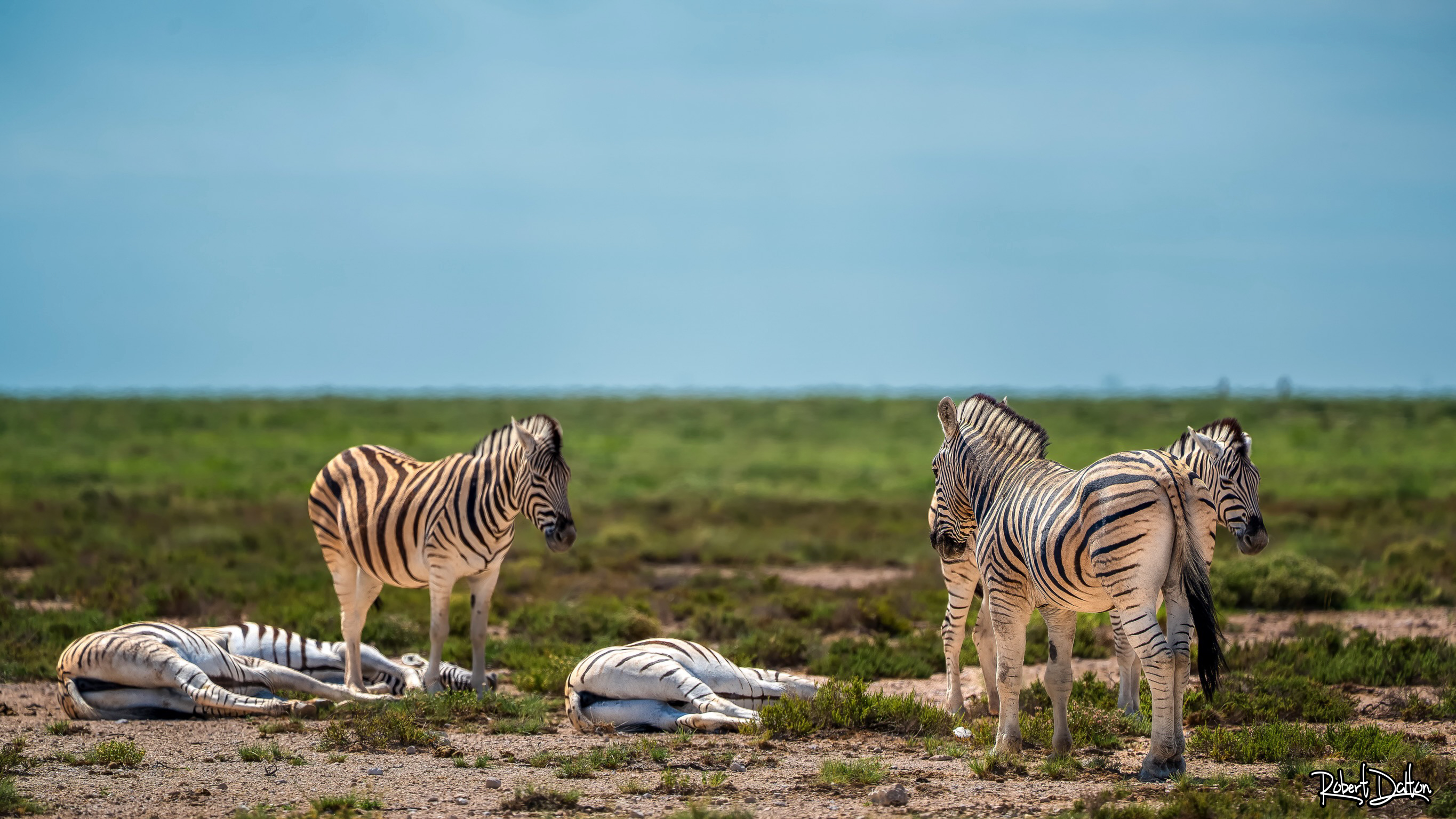 Schlafende Zebras