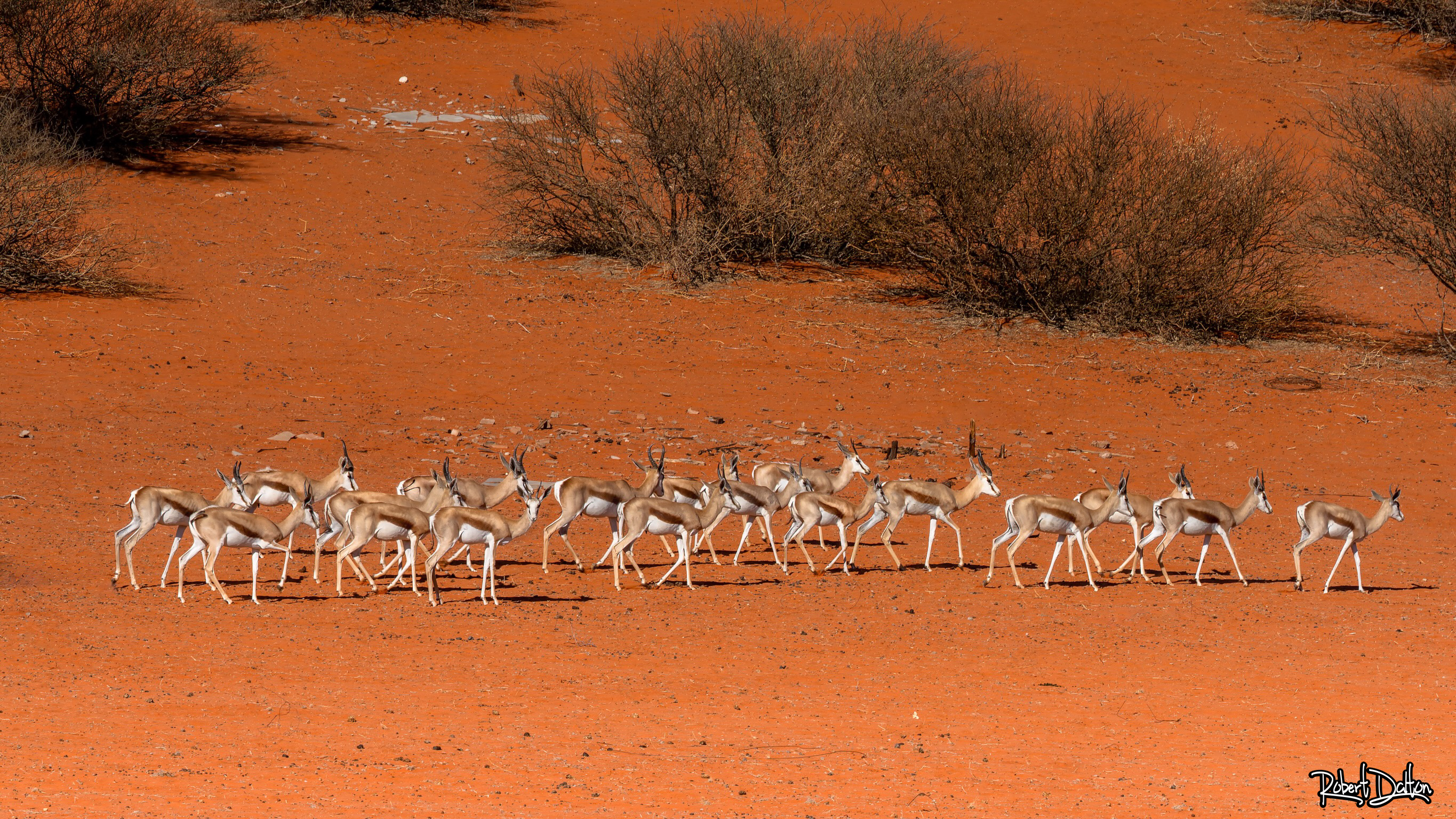 Kalahari Springböcke