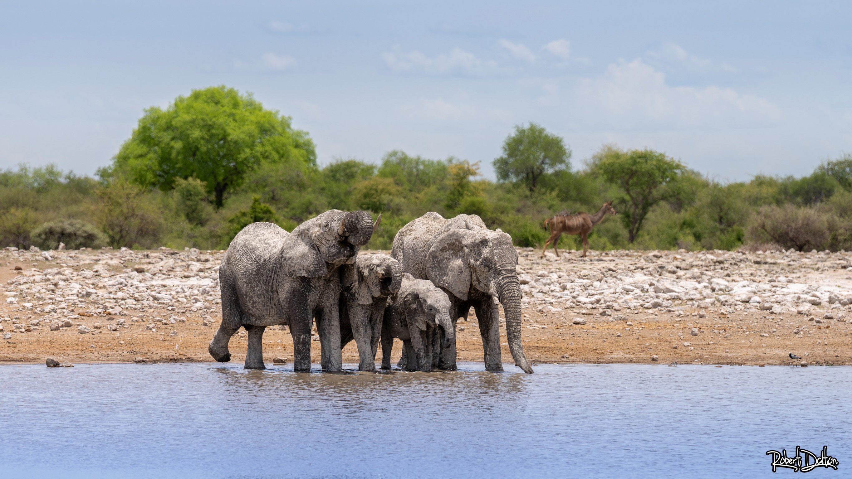 Spritzende Elefanten
