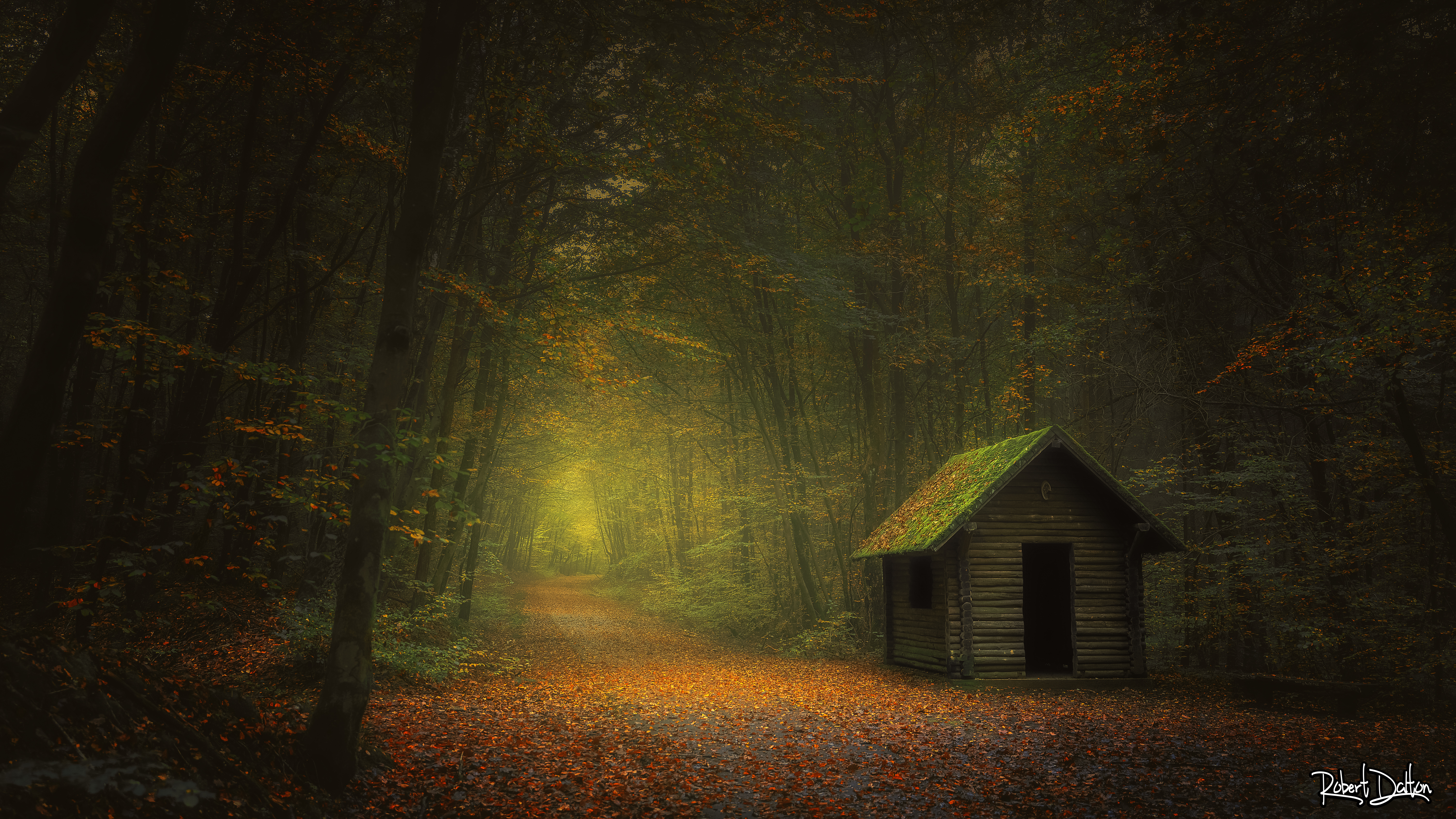 Herbst-Wald