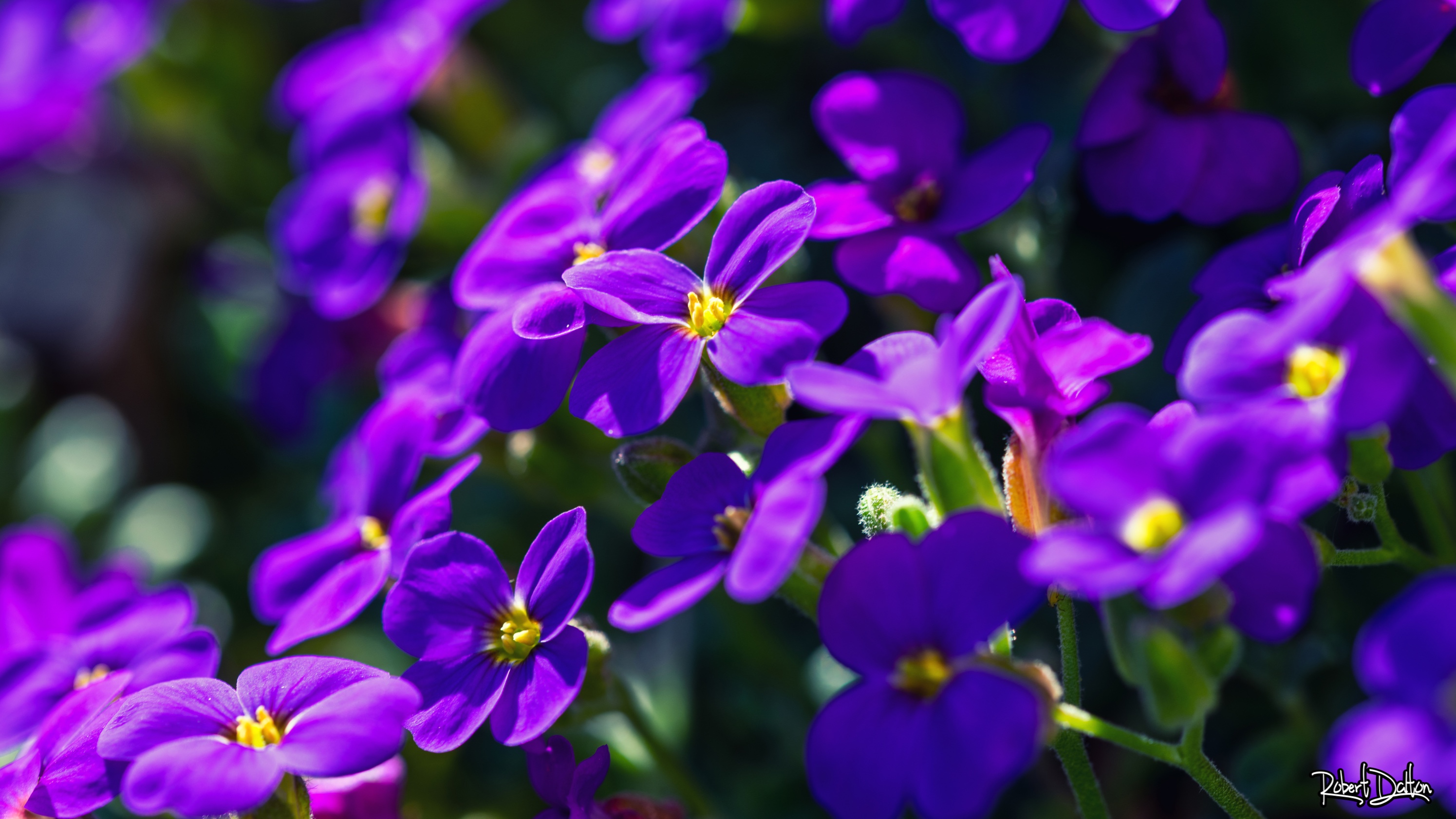 Aubrieta