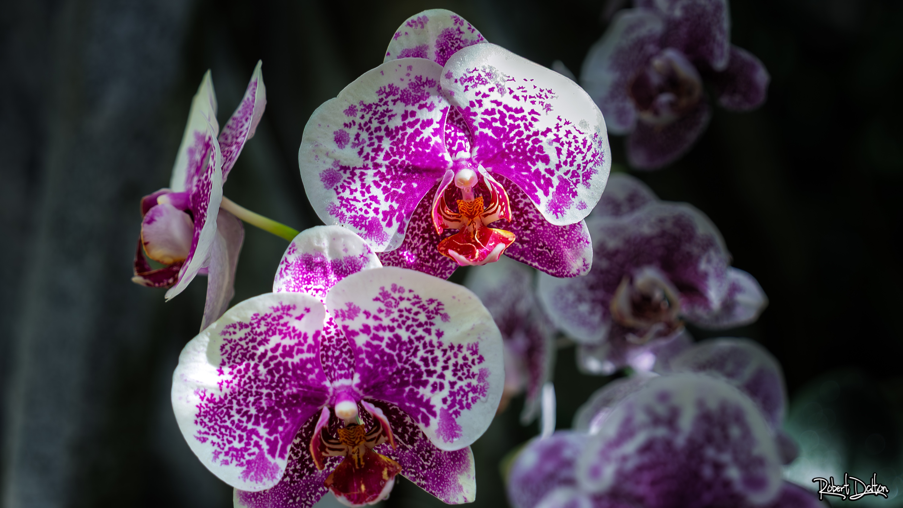 Lila Weiße Orchidee