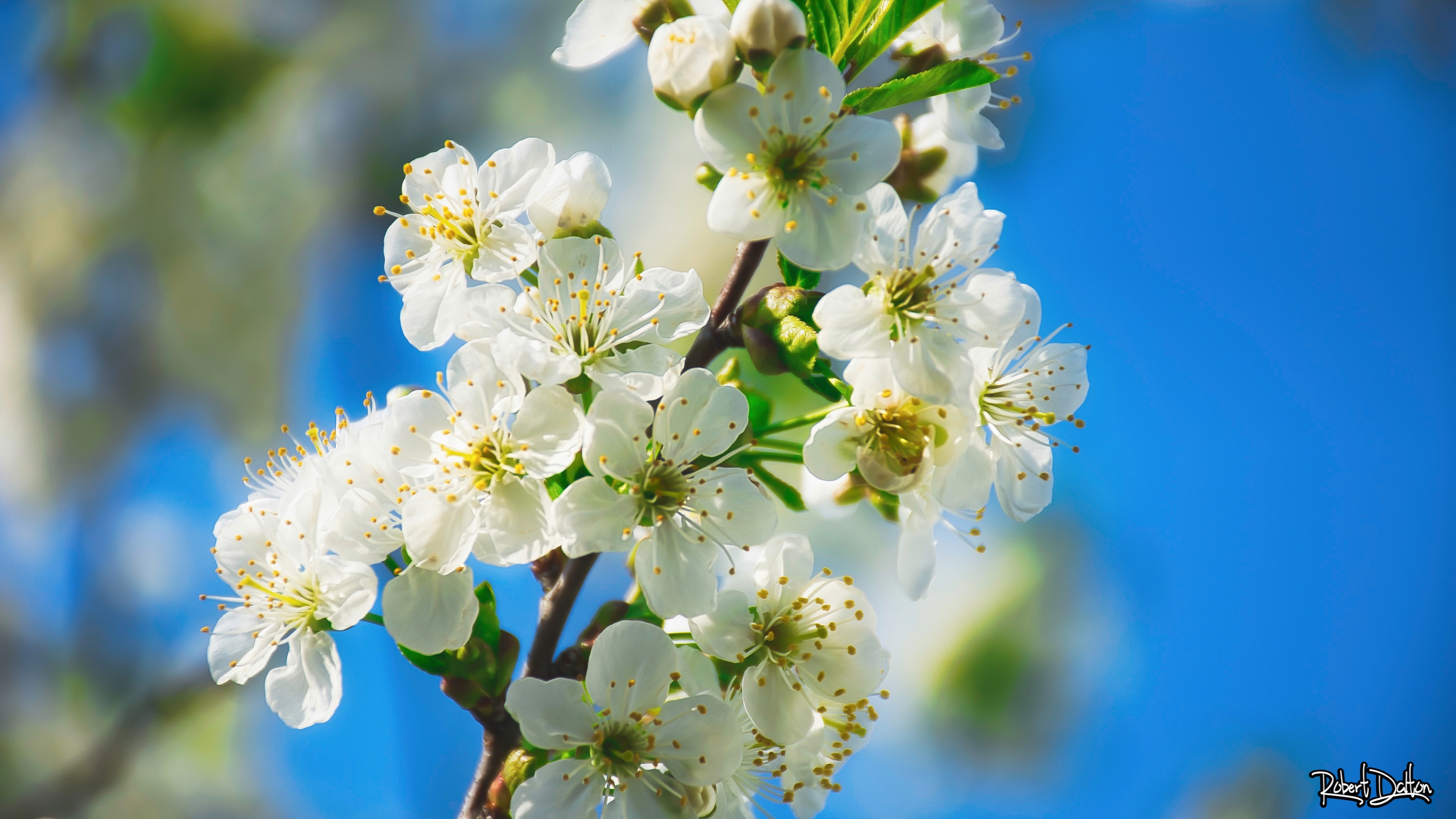 Kirschblüte