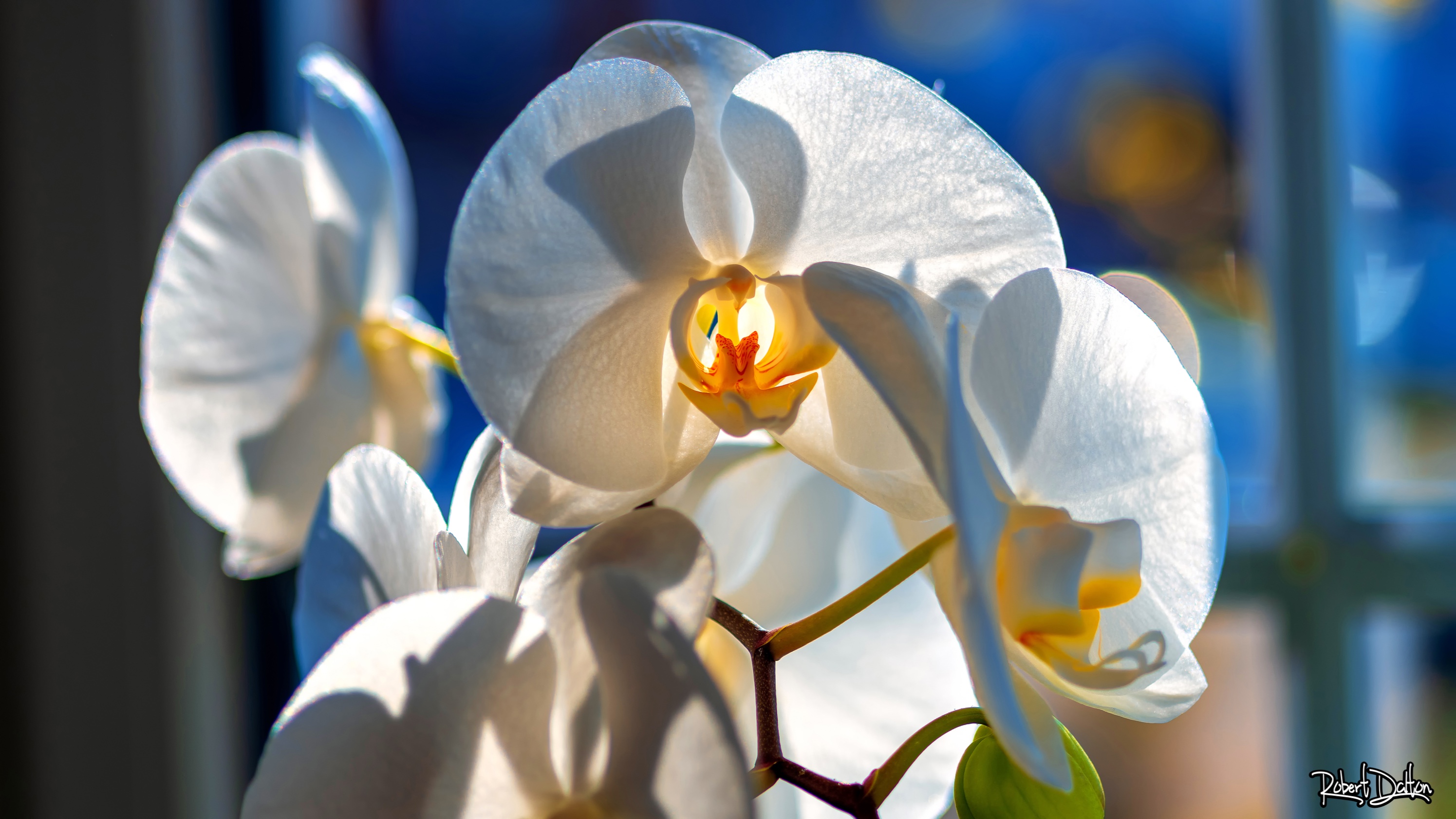 Weisse Orchidee