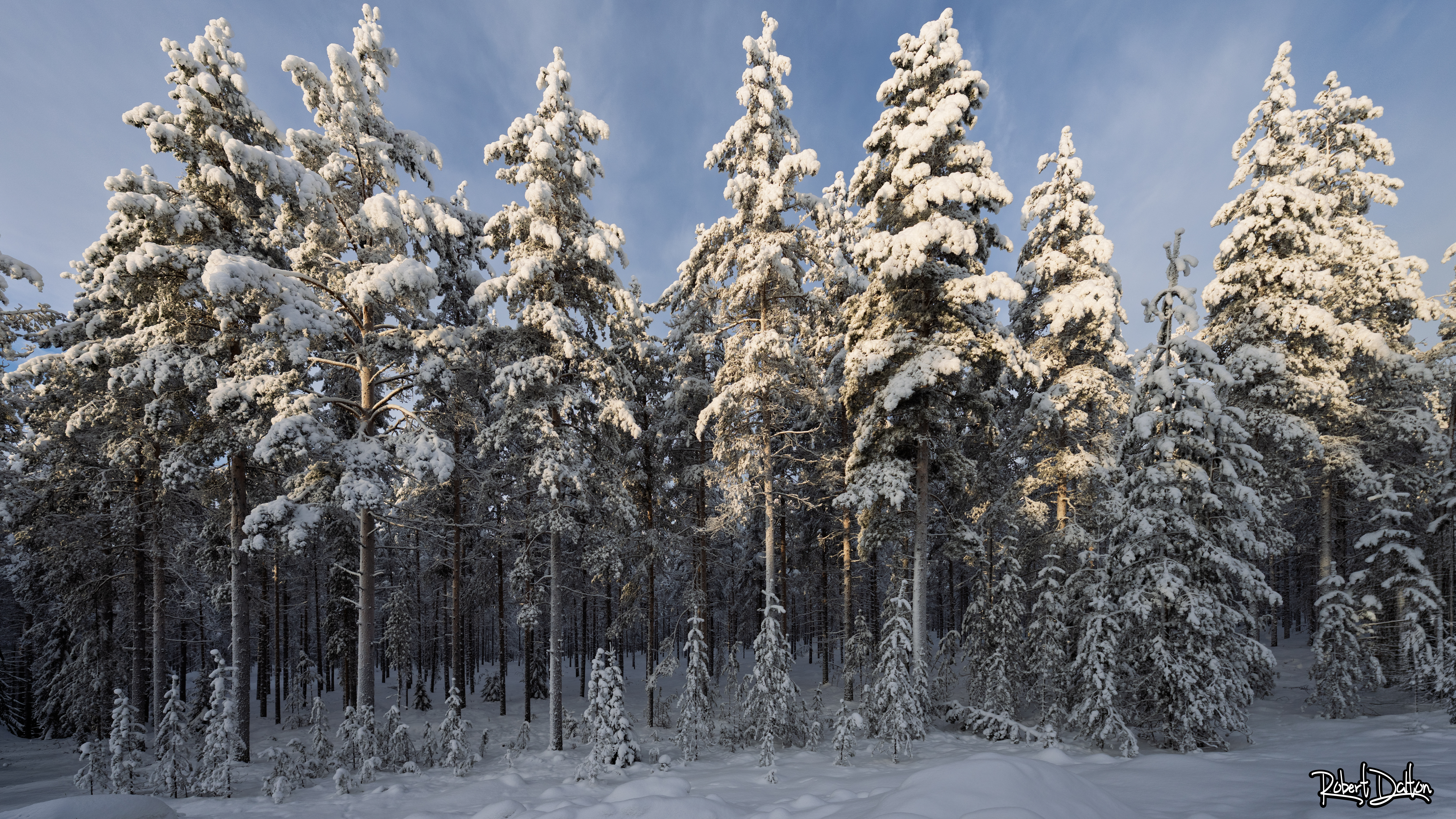 Schneebäume