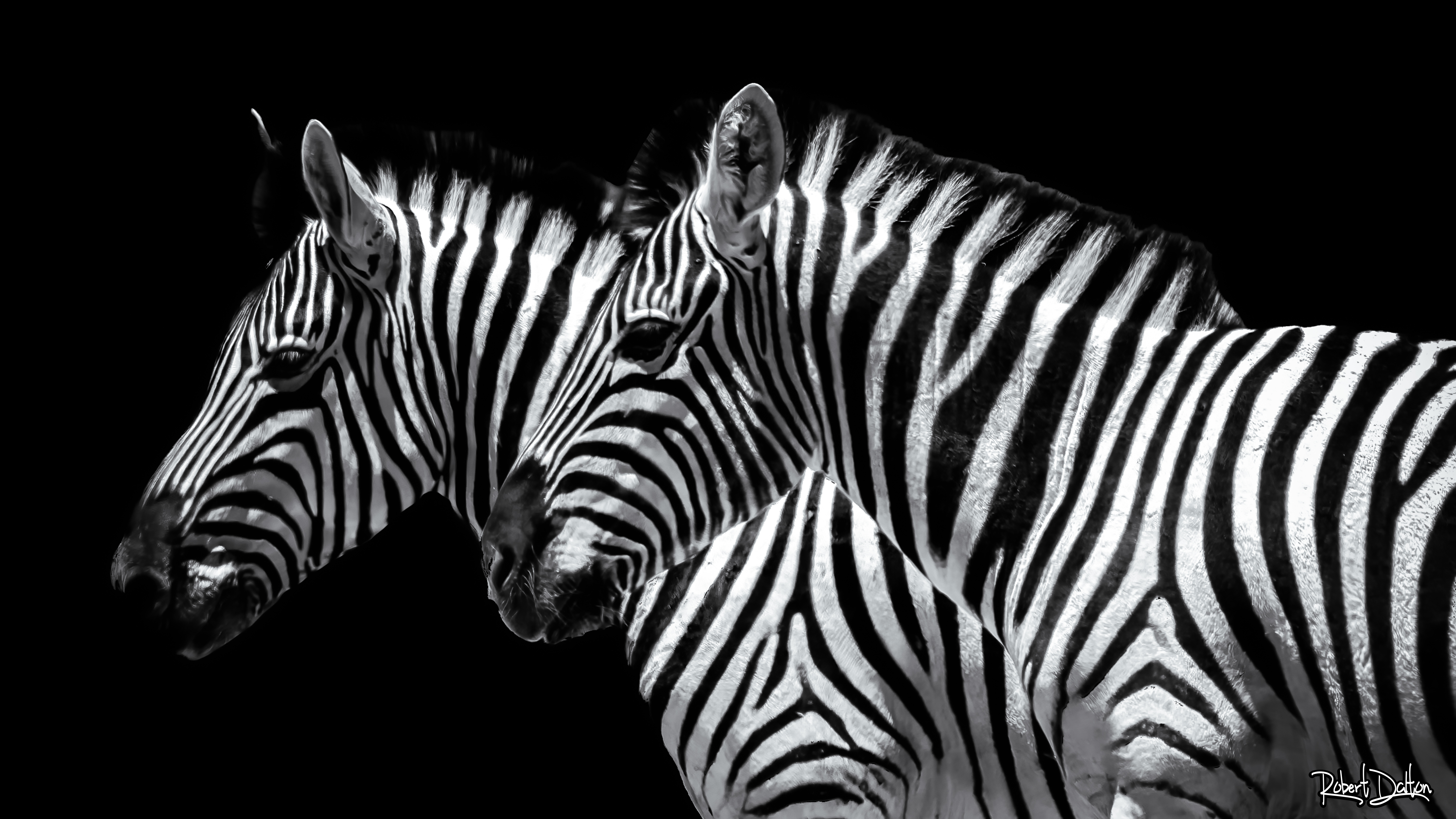 Zebras