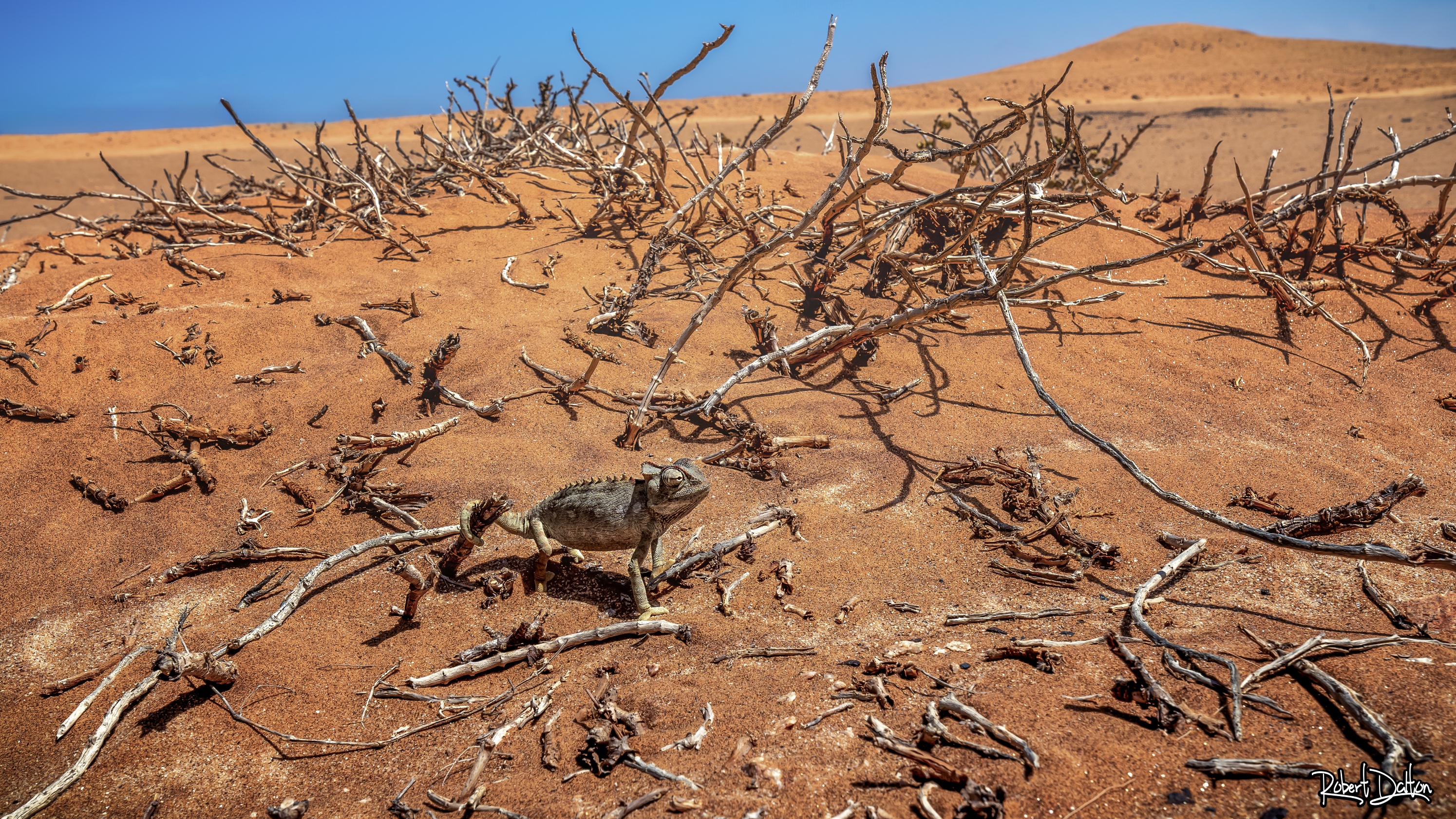 Langsamer Läufer mit schneller Zunge