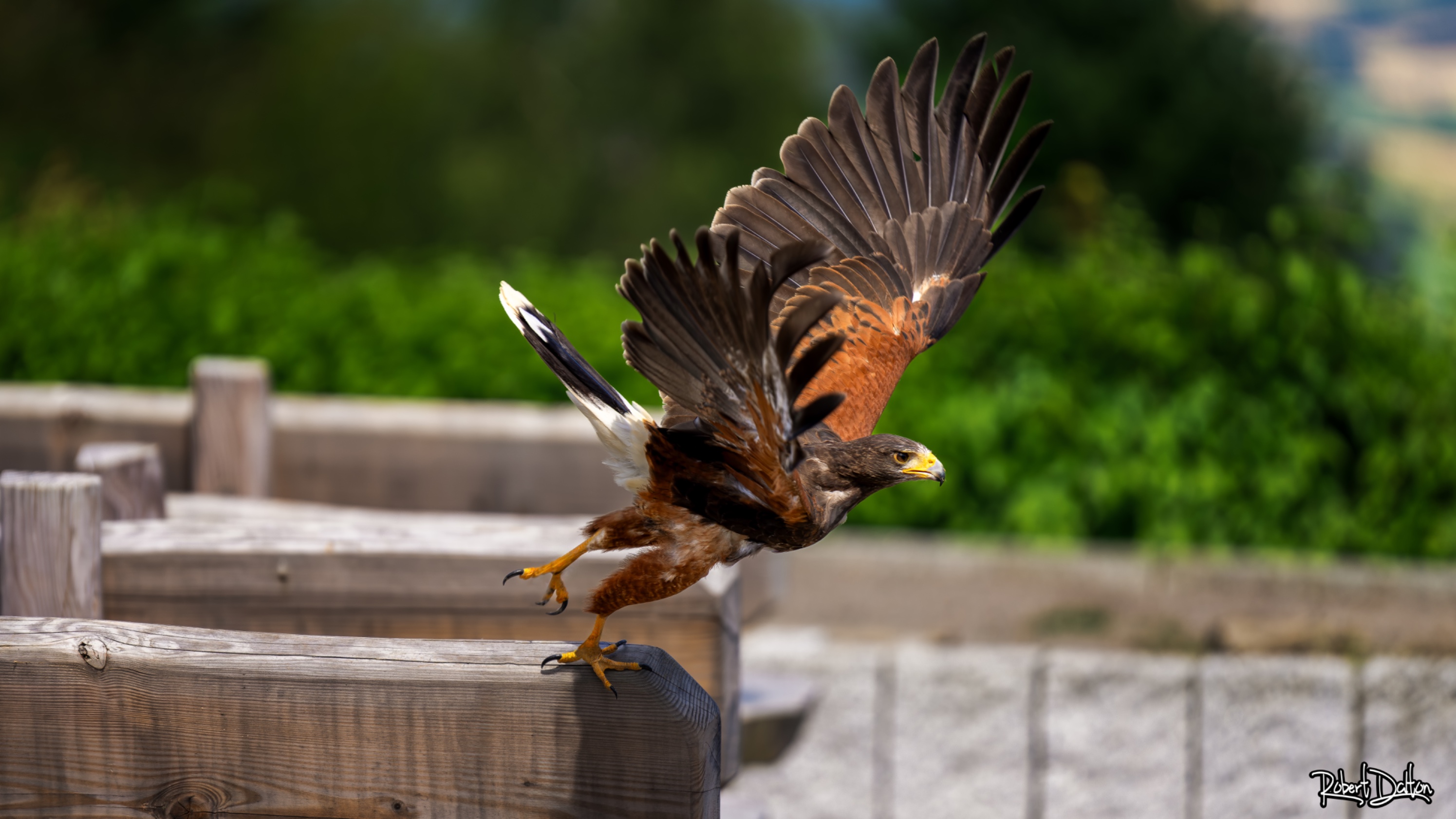 Harris Hawk