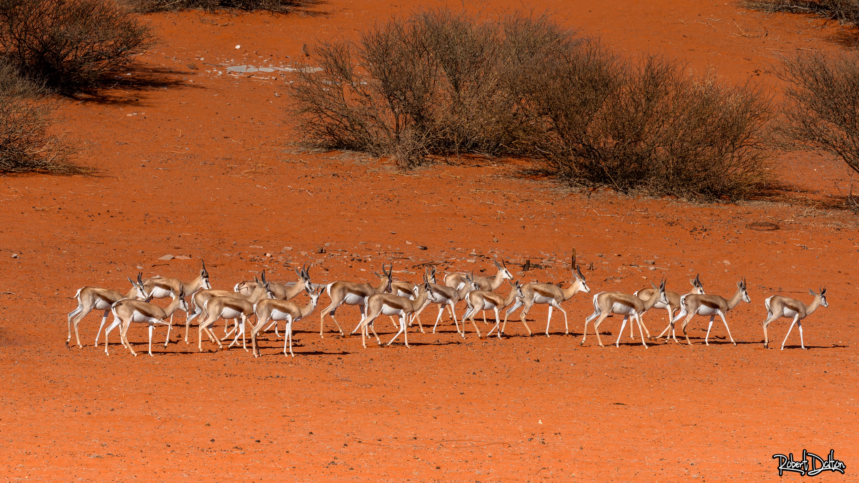 Kalahari Springböcke