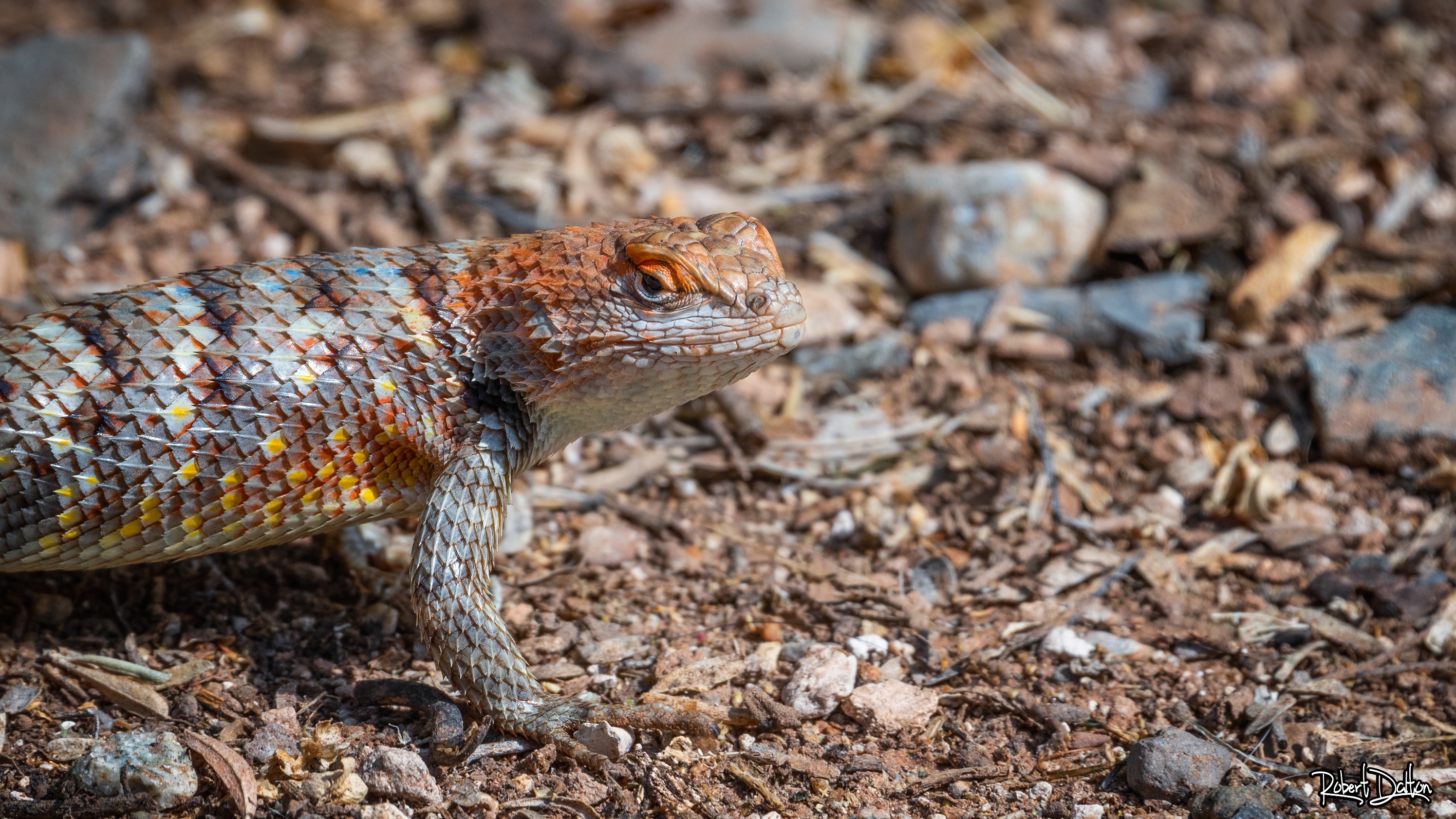 Gewöhnliche Schuppeneidechse