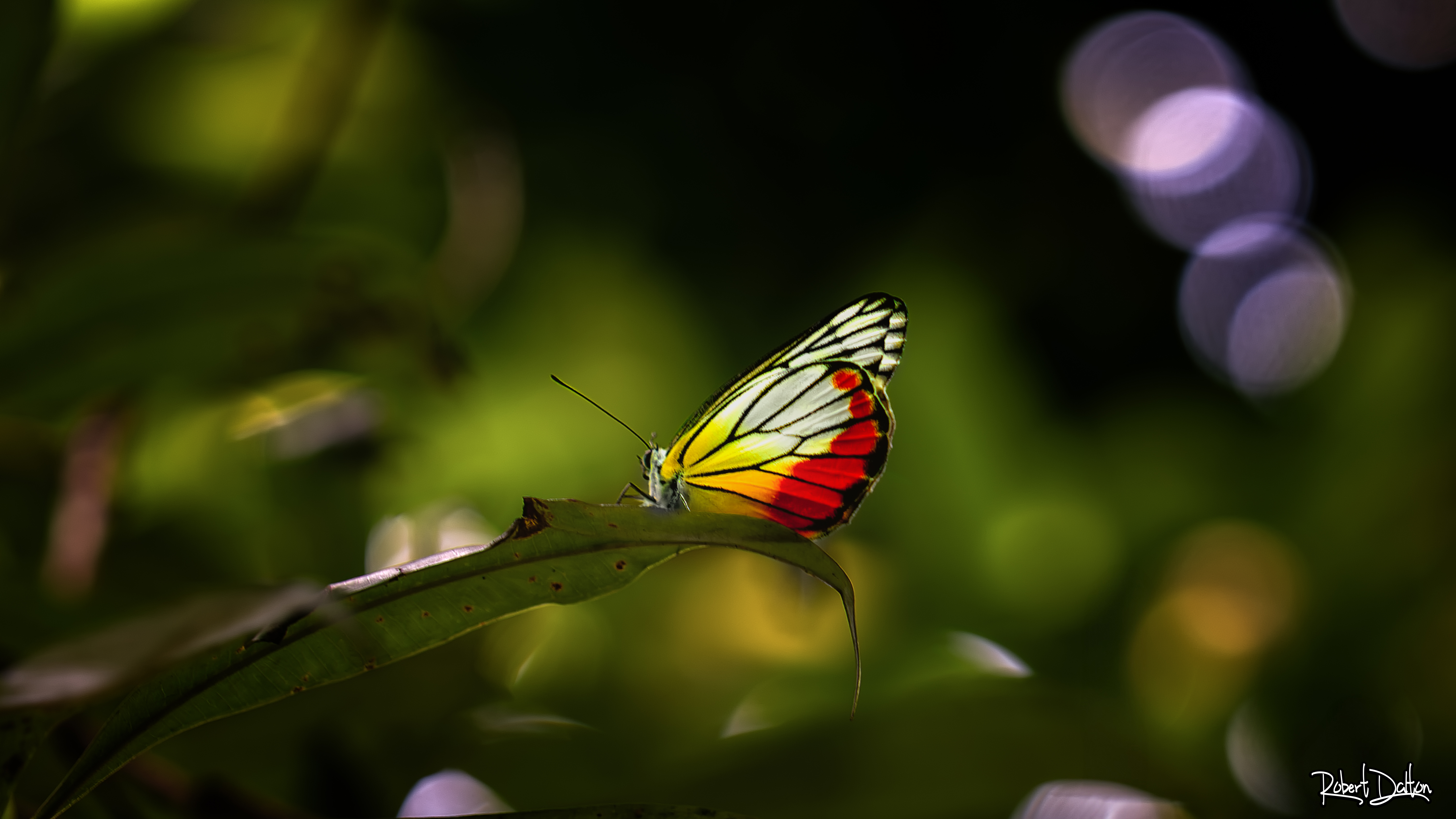 Gemalter Isebel-Schmetterling