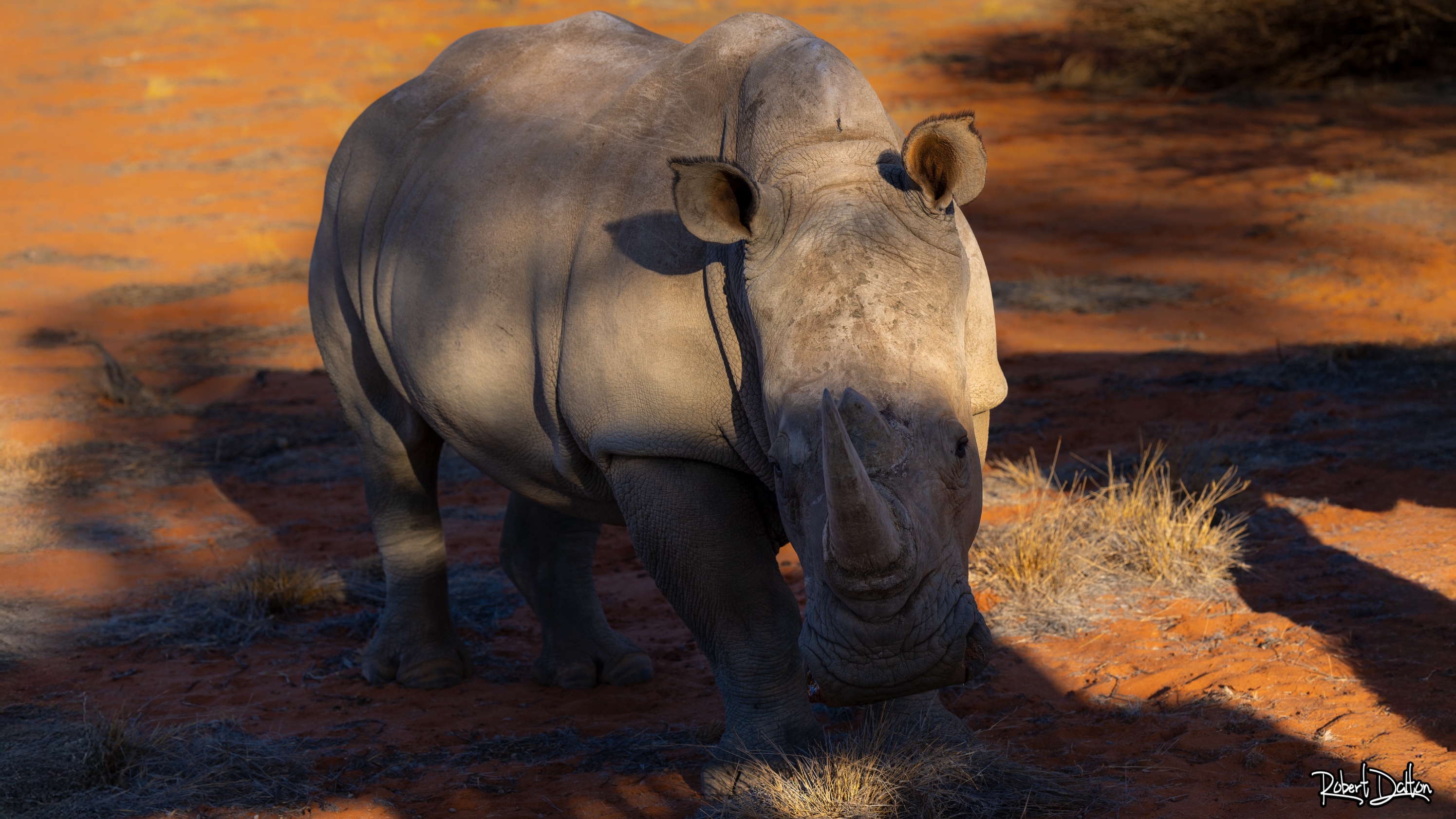 Ein großes Breitmaulnashorn