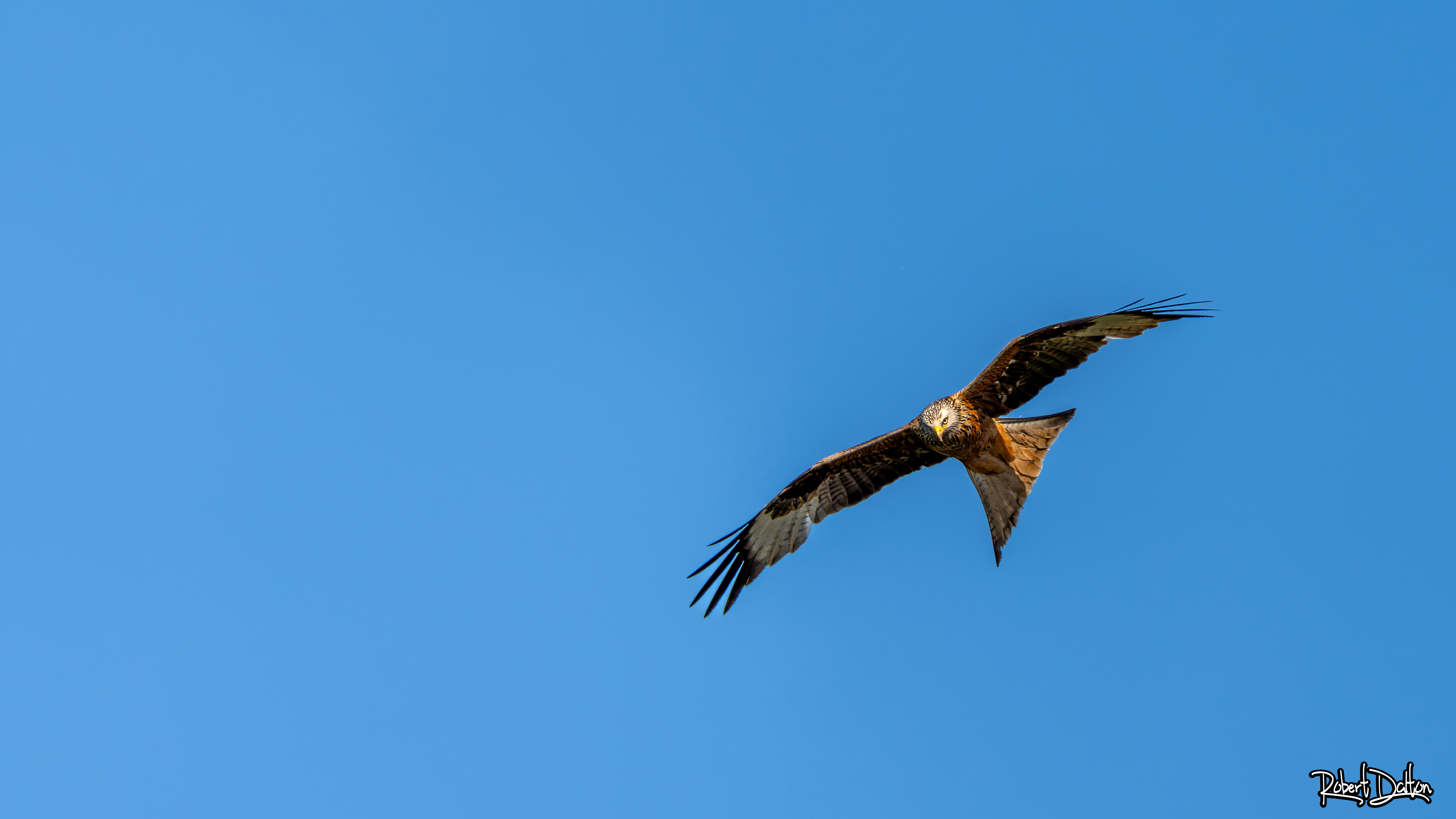 Rotmilan vor der Haustür