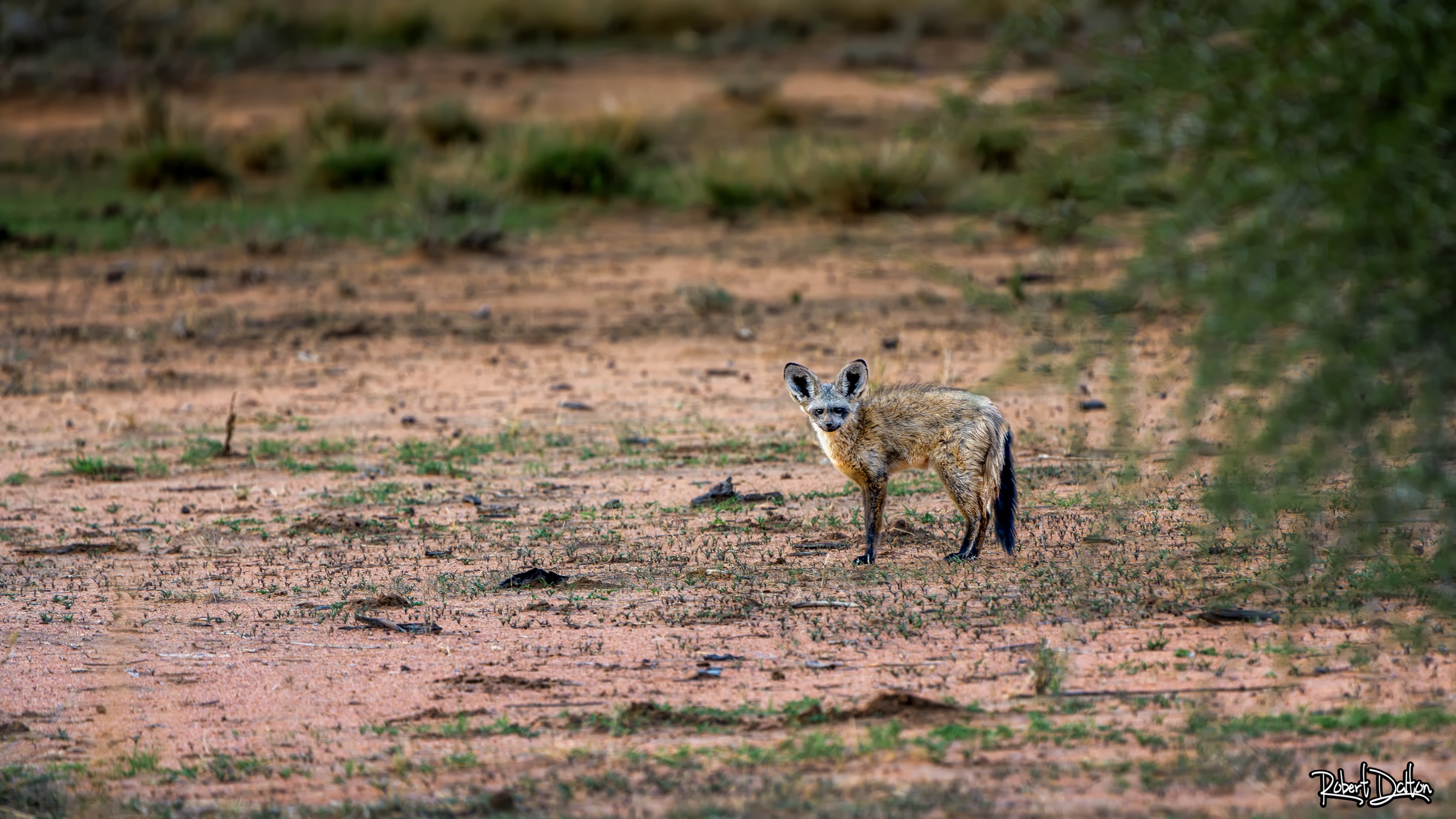 Der Löffelhund  (bat-eared fox)