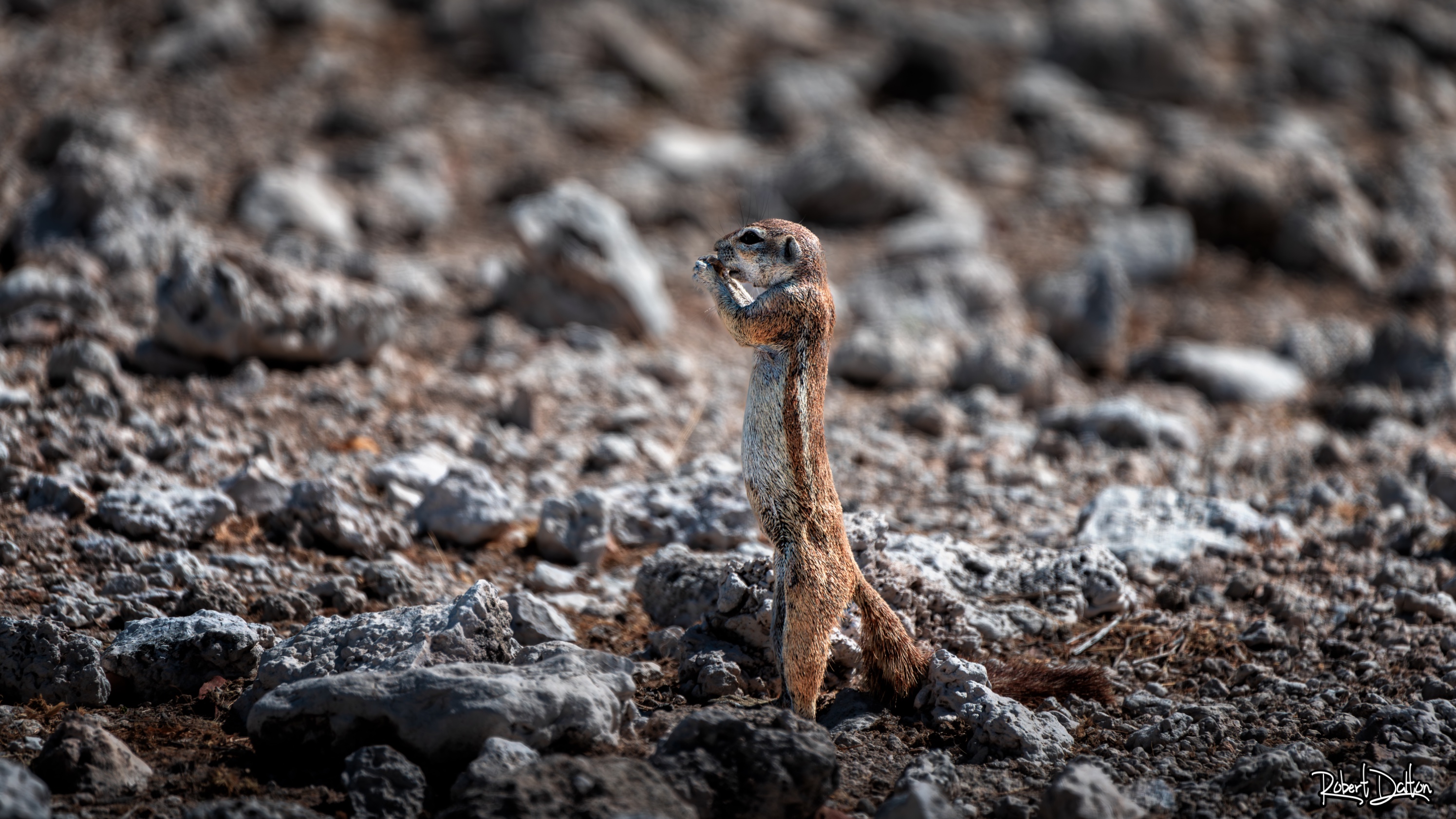 Lustiges Erdhörnchen