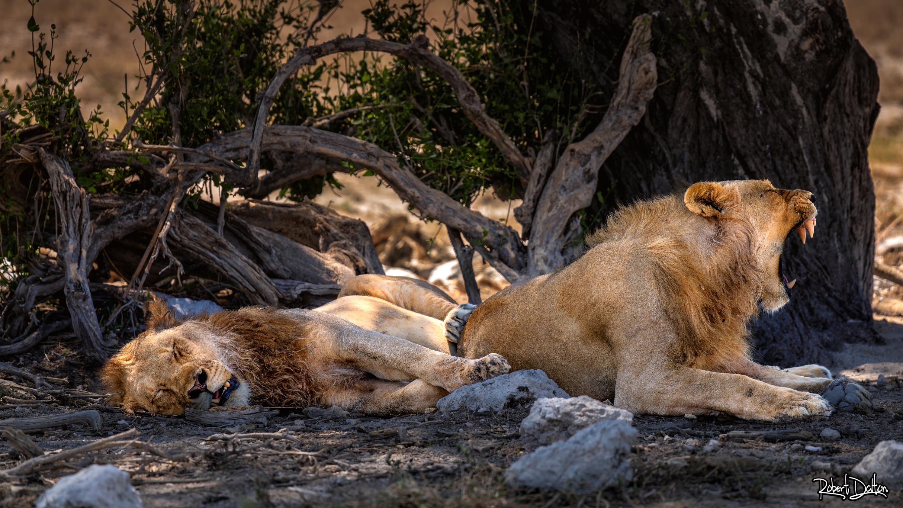 Voller Bauch und schläfrig