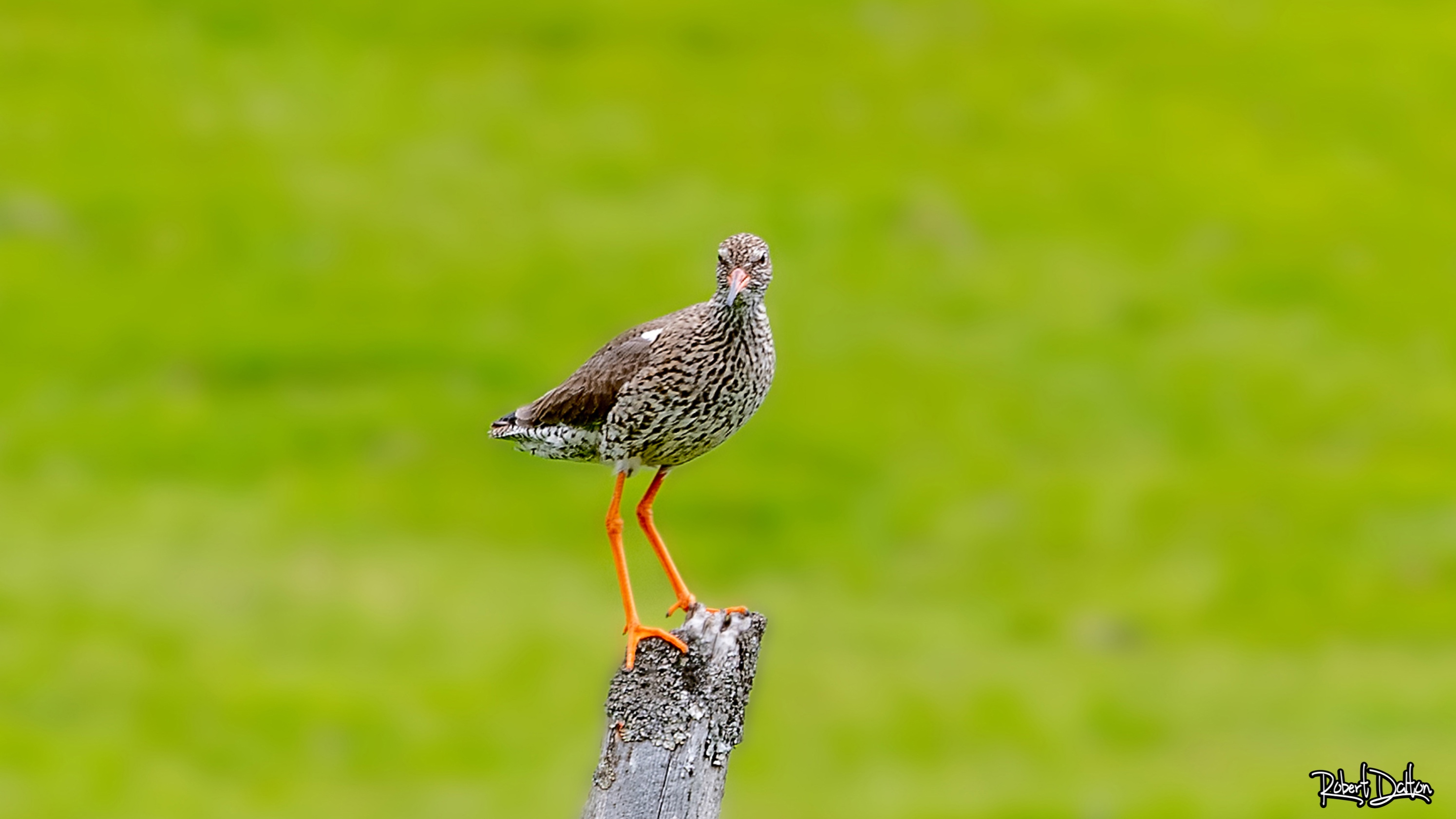 Schau mir in die Augen