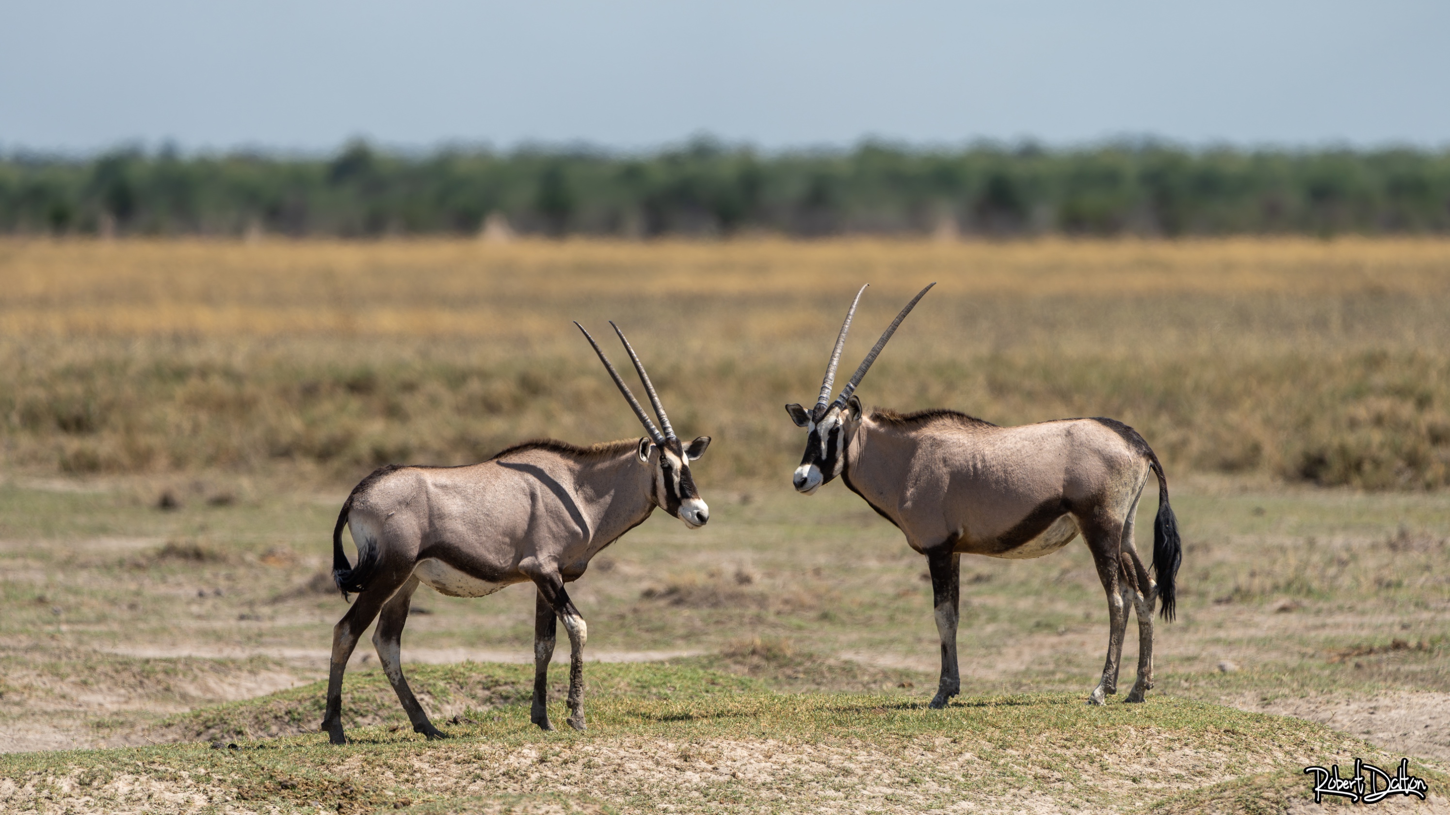 Oryx Duo