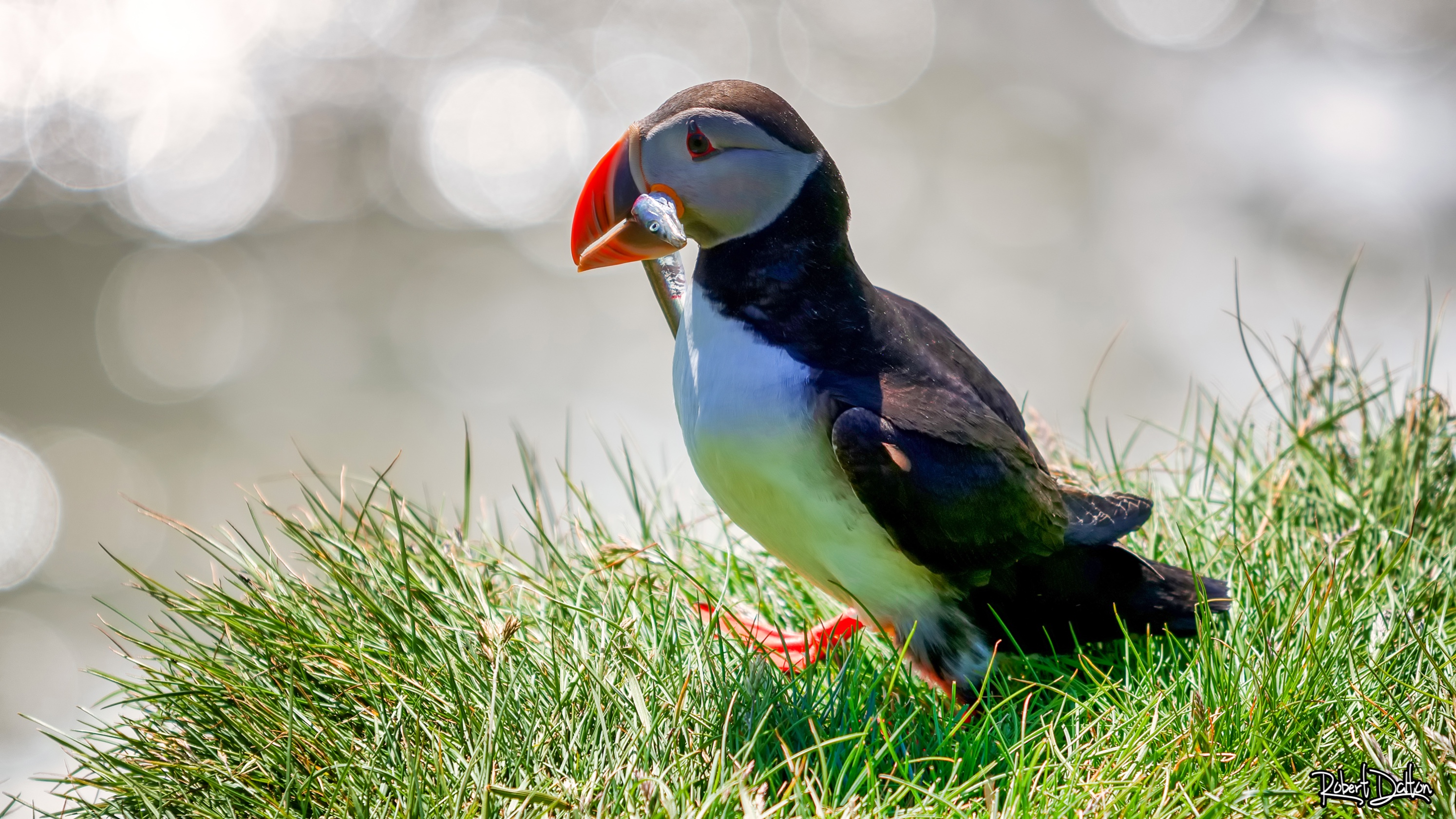 Atlantischer Papageientaucher